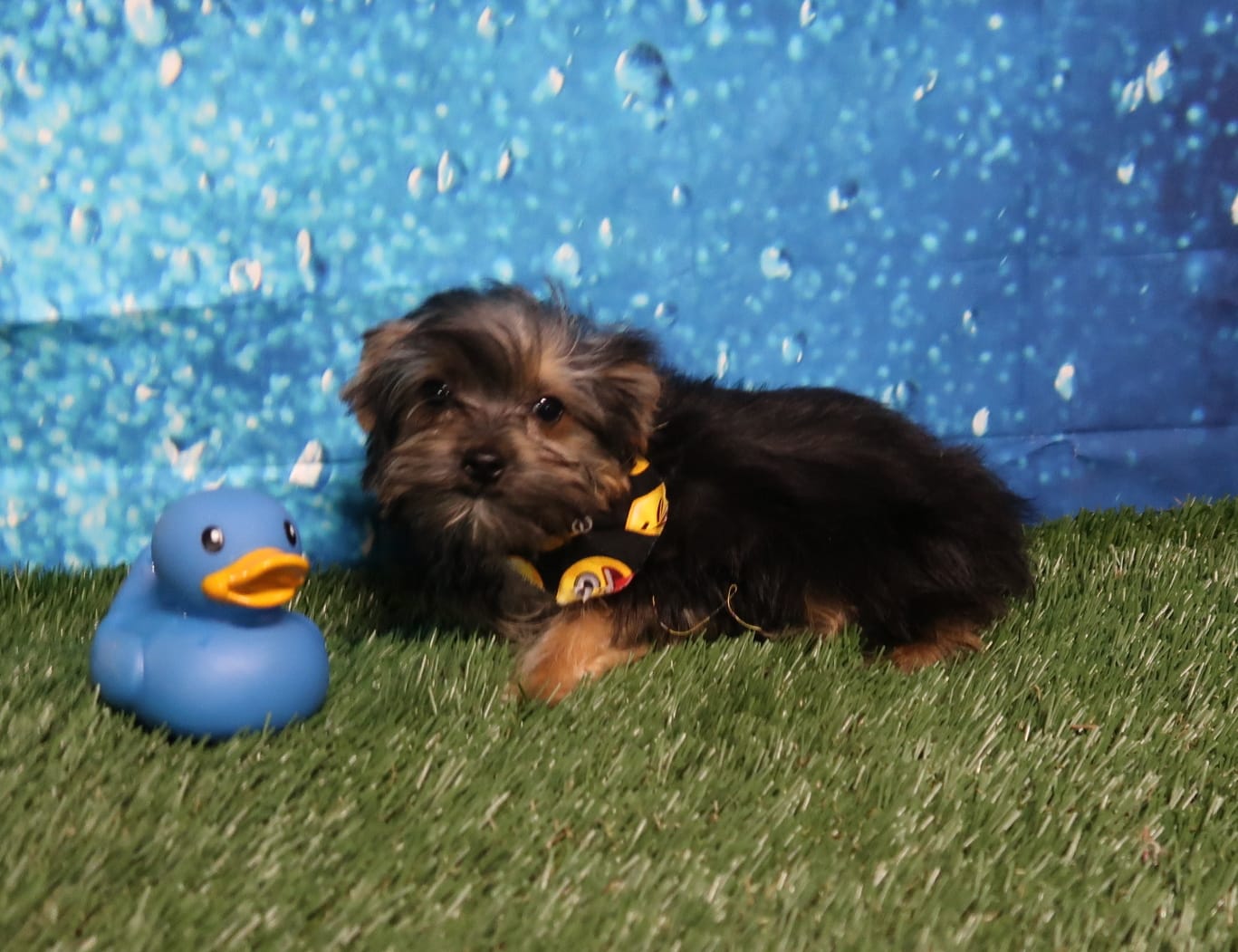 Tiny Tom Tom – Yorkshire Terrier puppy for sale in Springfield, KY