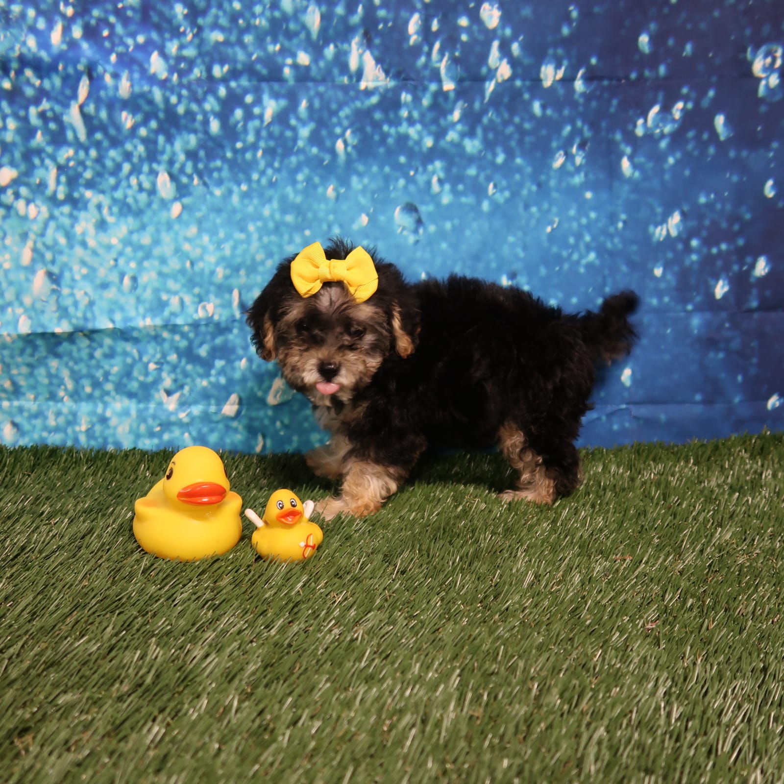 Come Get me – Yorkshire Terrier, Poodle - Toy  puppy for sale in Springfield, KY