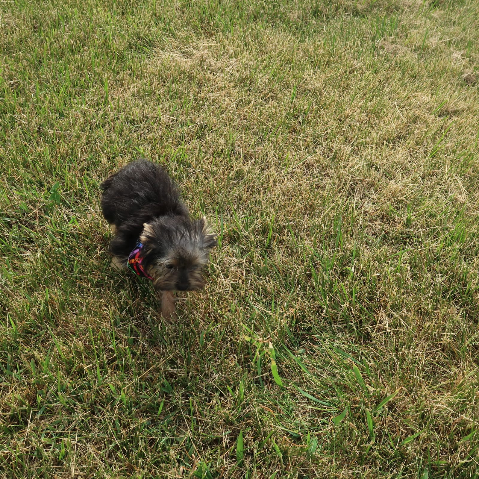 No one wants me – Yorkshire Terrier puppy for sale in Springfield, KY