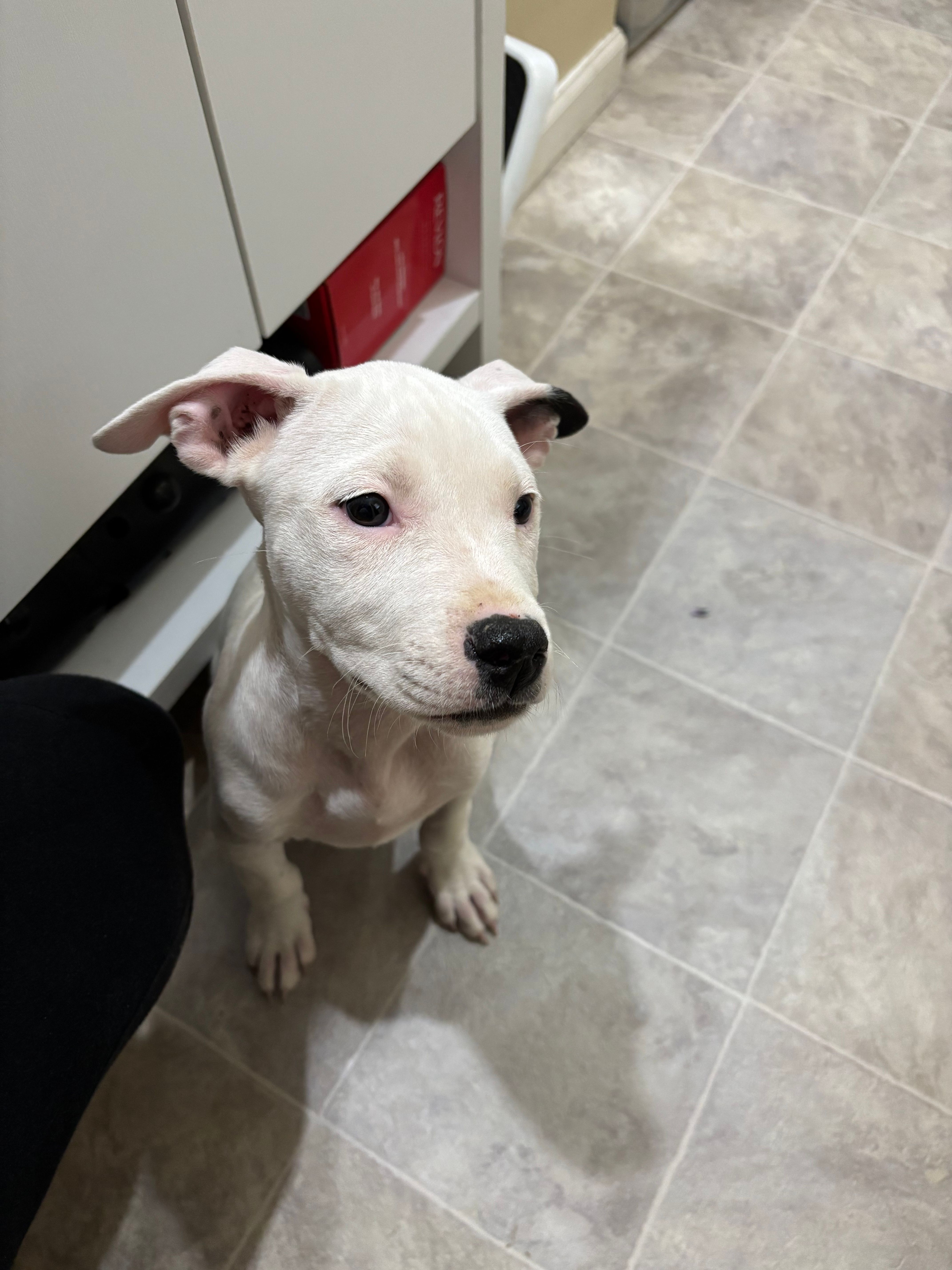 Peach – American Bully, American Pit Bull Terrier puppy for sale in Kalamazoo, MI