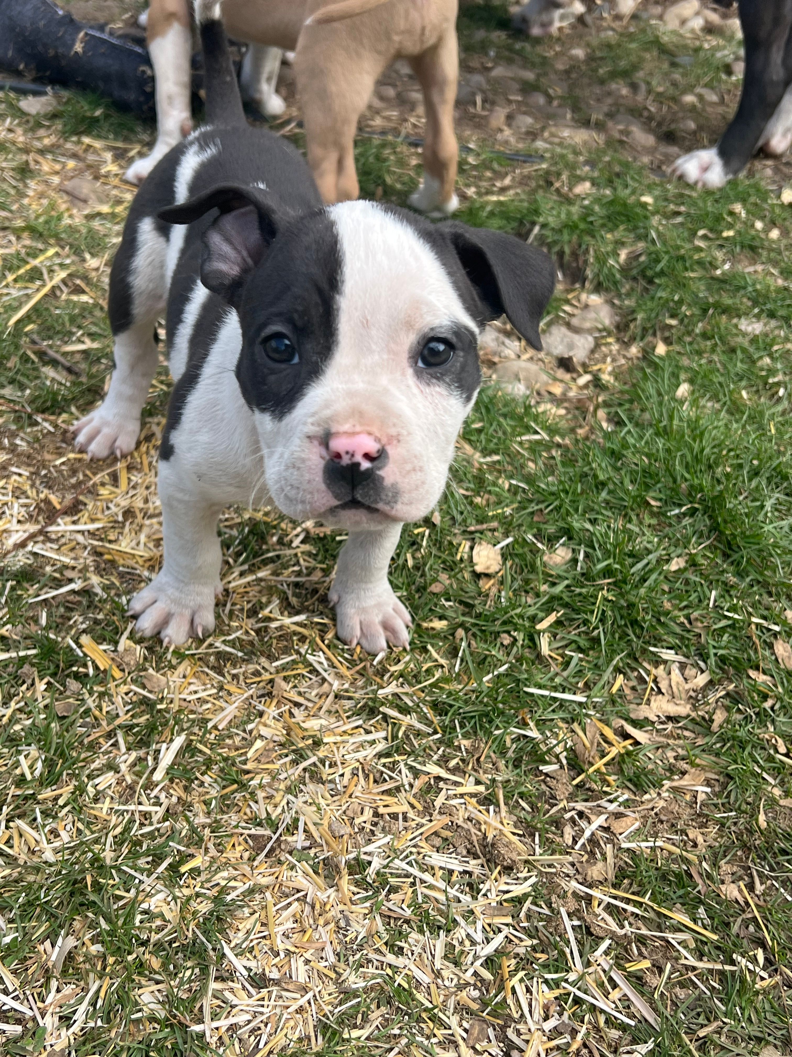 Sugar – American Bully, American Pit Bull Terrier puppy for sale in Kalamazoo, MI
