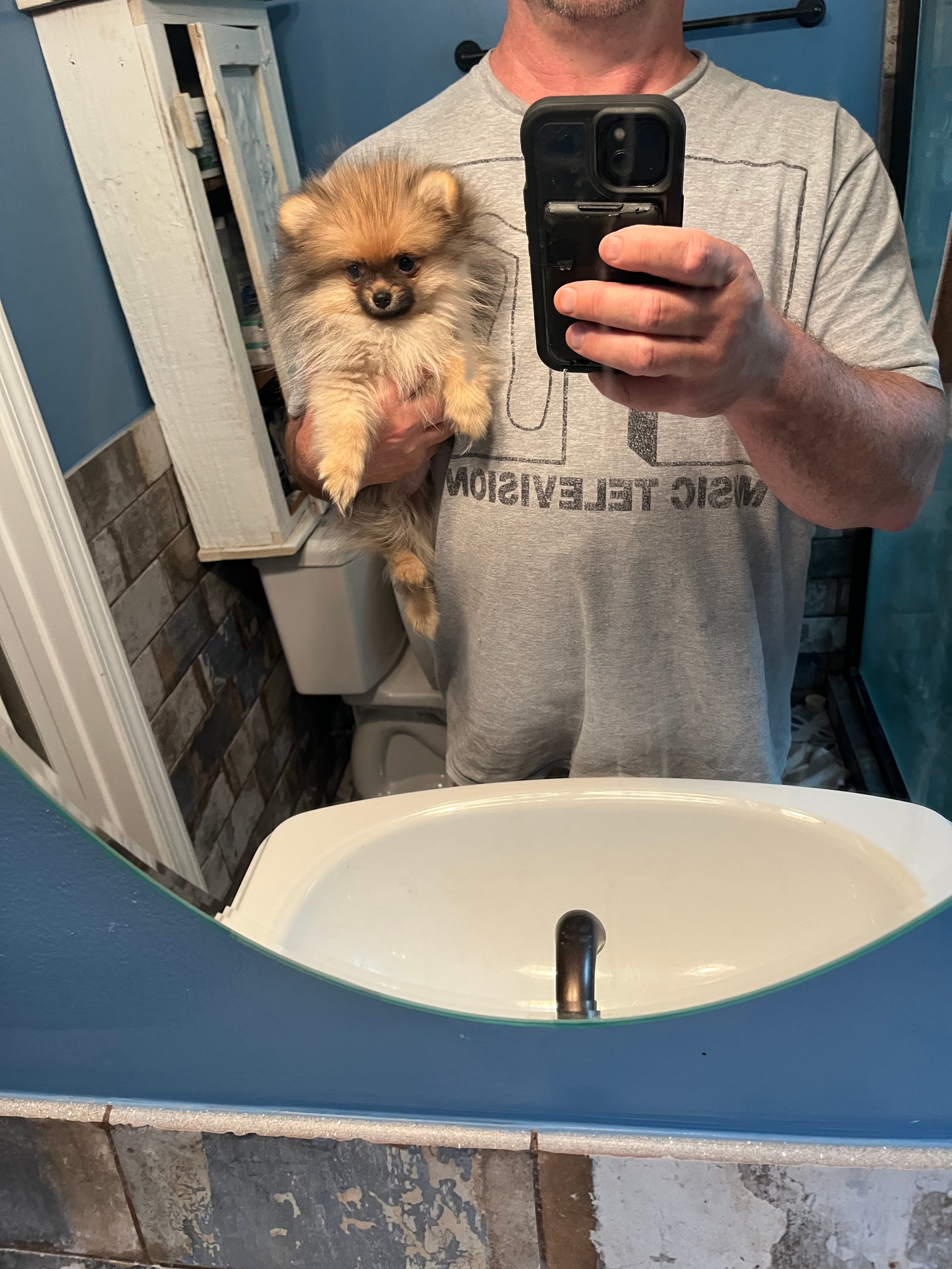 Munchkin  – Pomeranian puppy for sale in Orange City, FL