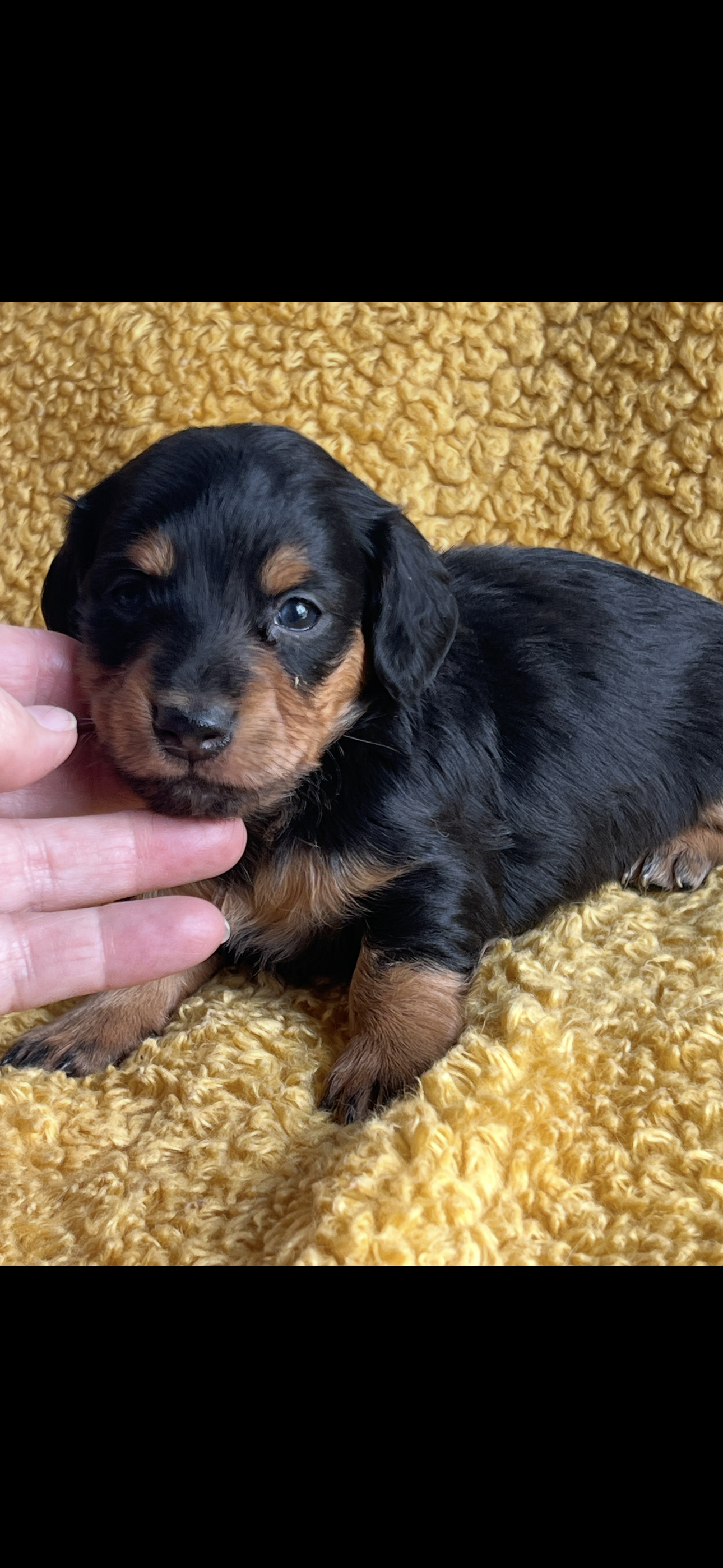Flora – Miniature Dachshund puppy for sale in Sturgis, MI