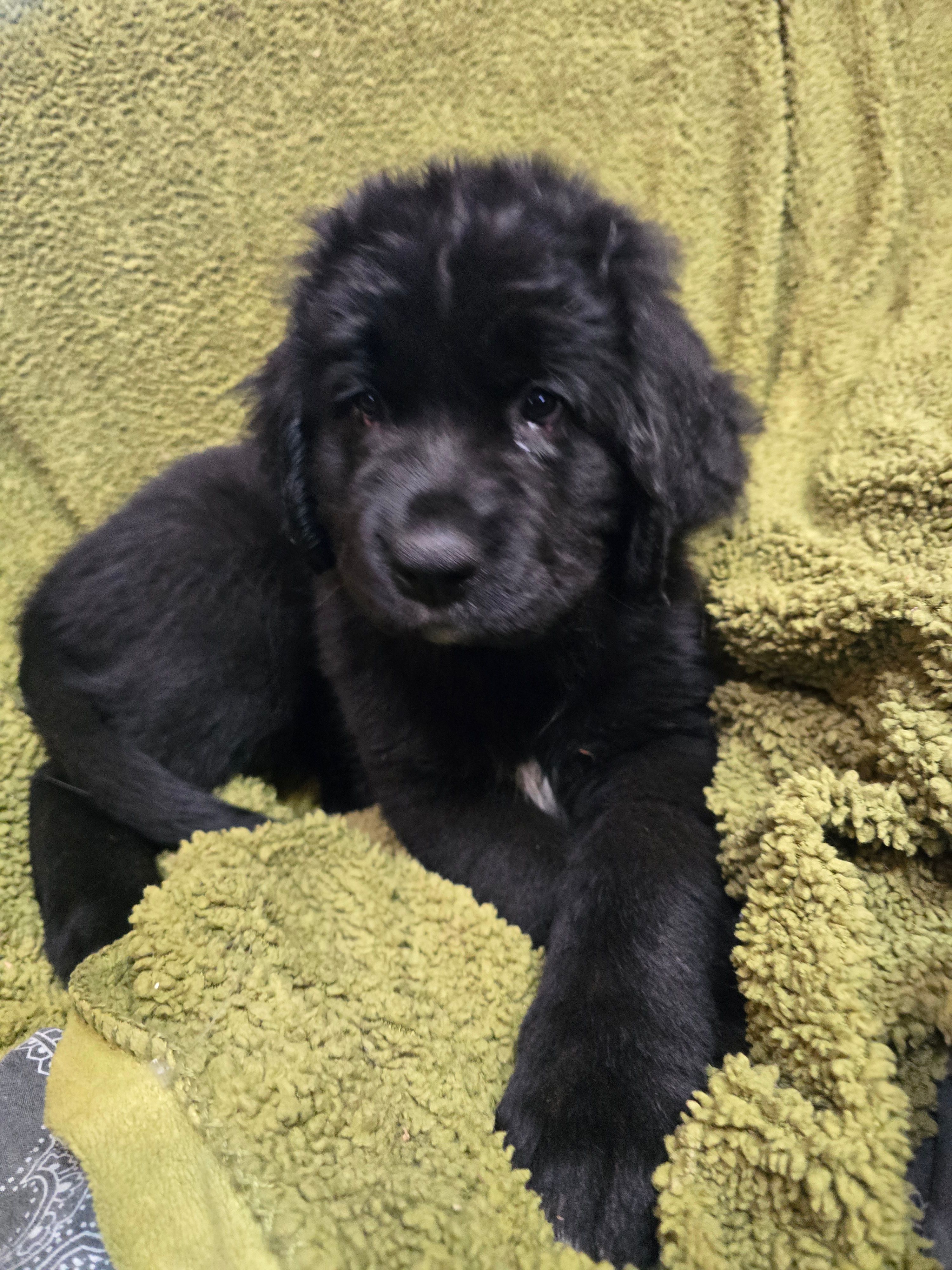 Puppy #5 boy – Newfoundland puppy for sale in Choctaw, OK