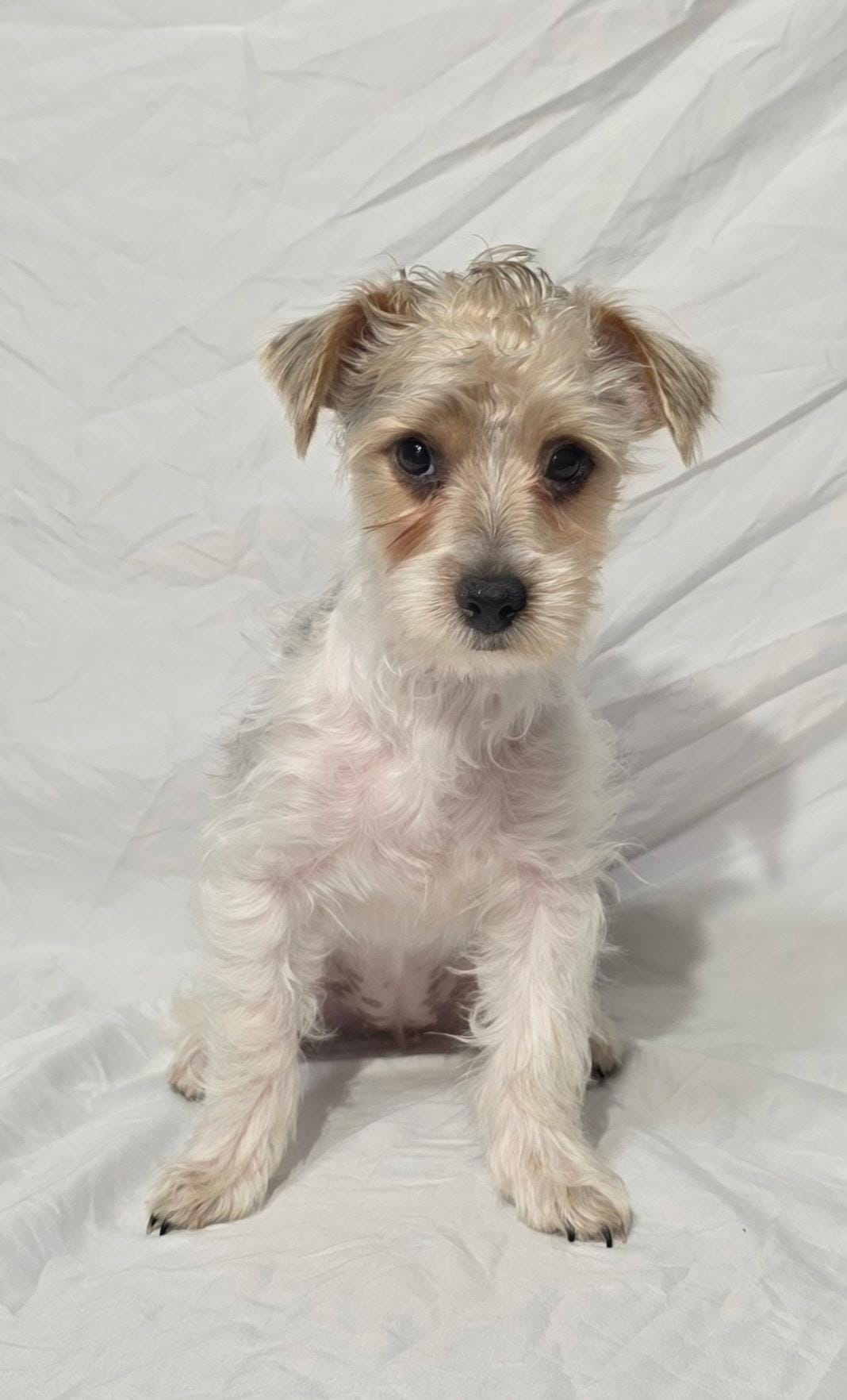 CANDI (CKC/Parti) – Yorkshire Terrier puppy for sale in Knoxville, TN