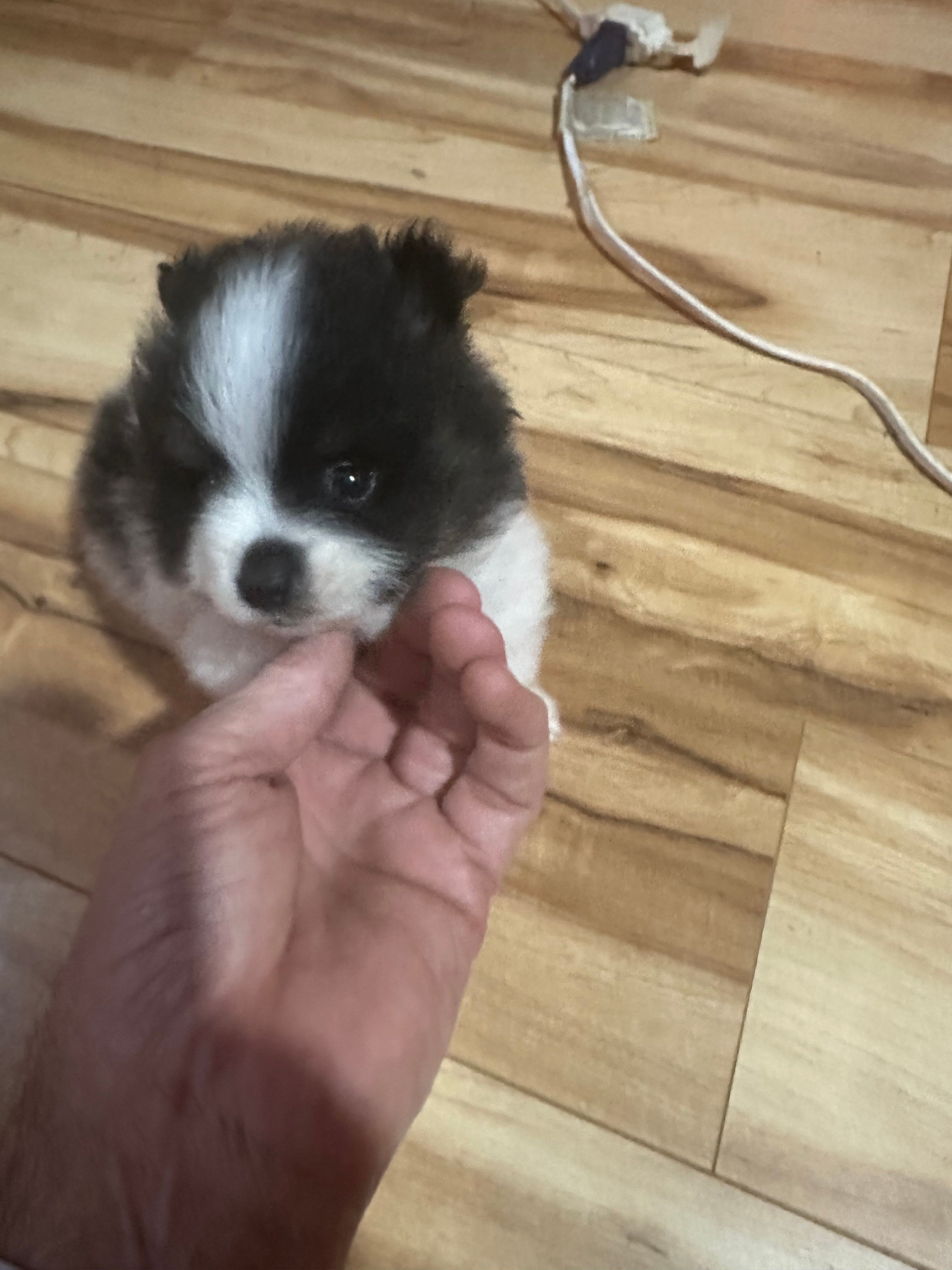 Black and white boy – Pomeranian puppy for sale in Bethel, OH