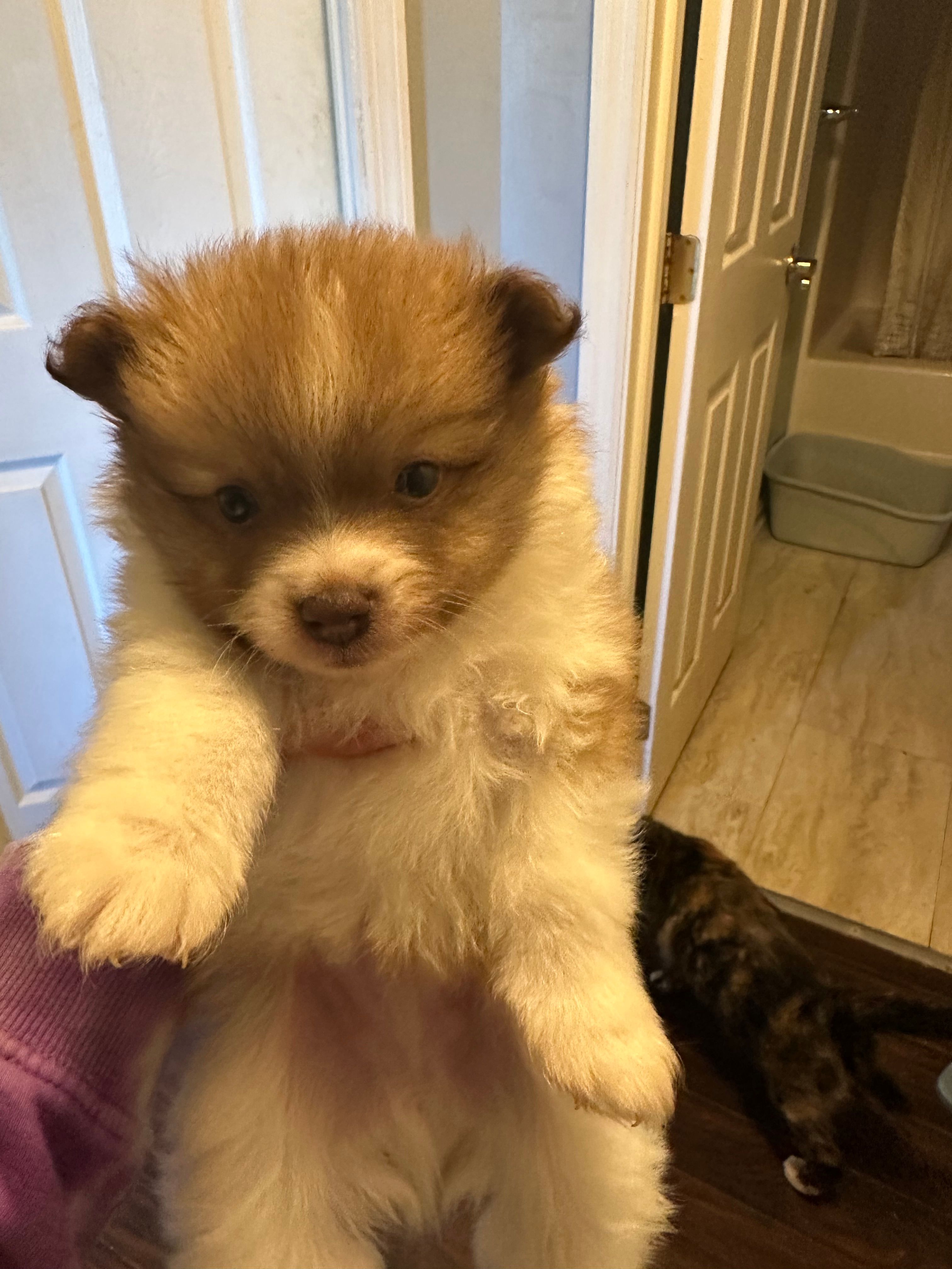 Brown/white boy – Pomeranian puppy for sale in Bethel, OH