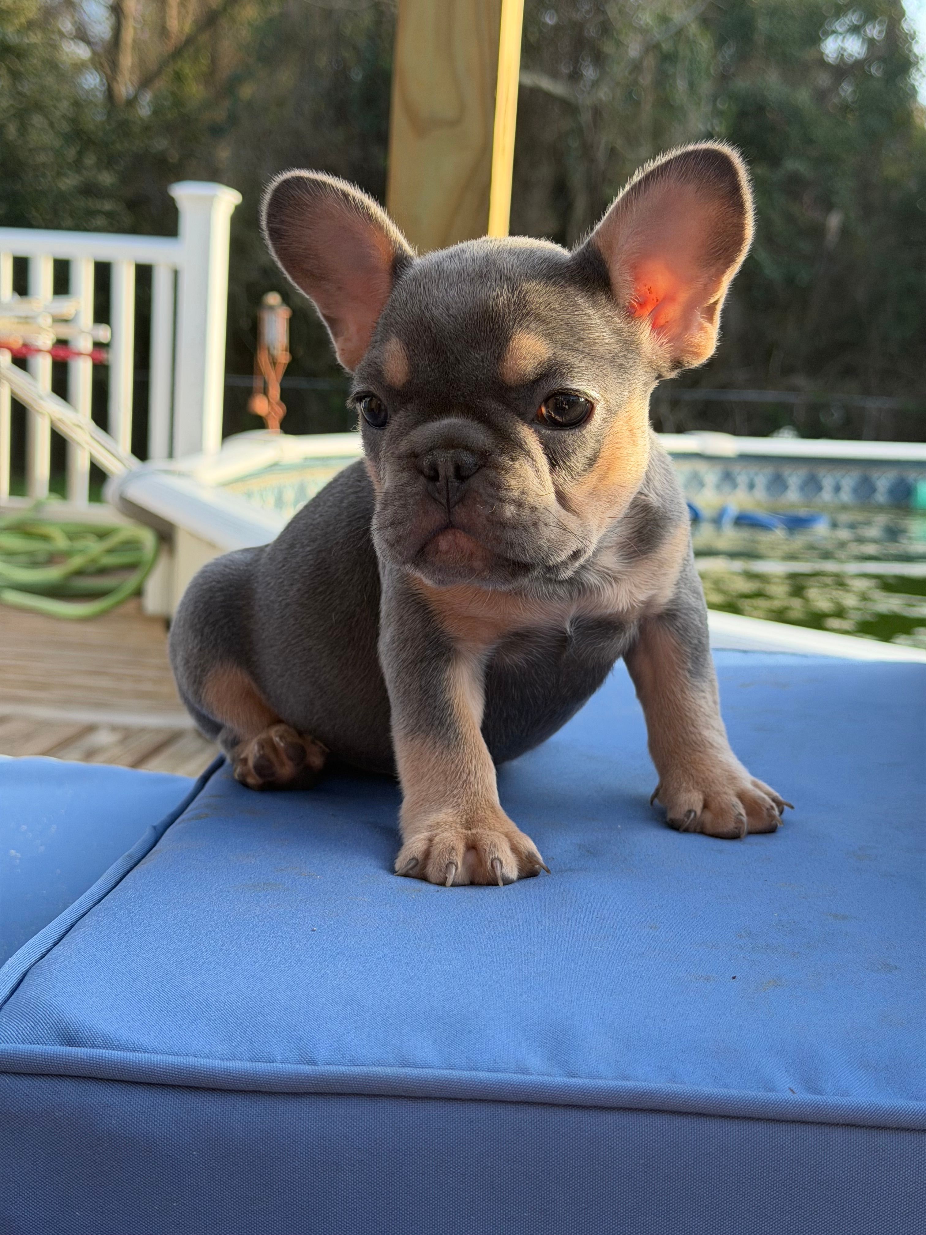 Roxy – French Bulldog puppy for sale in Hephzibah, GA