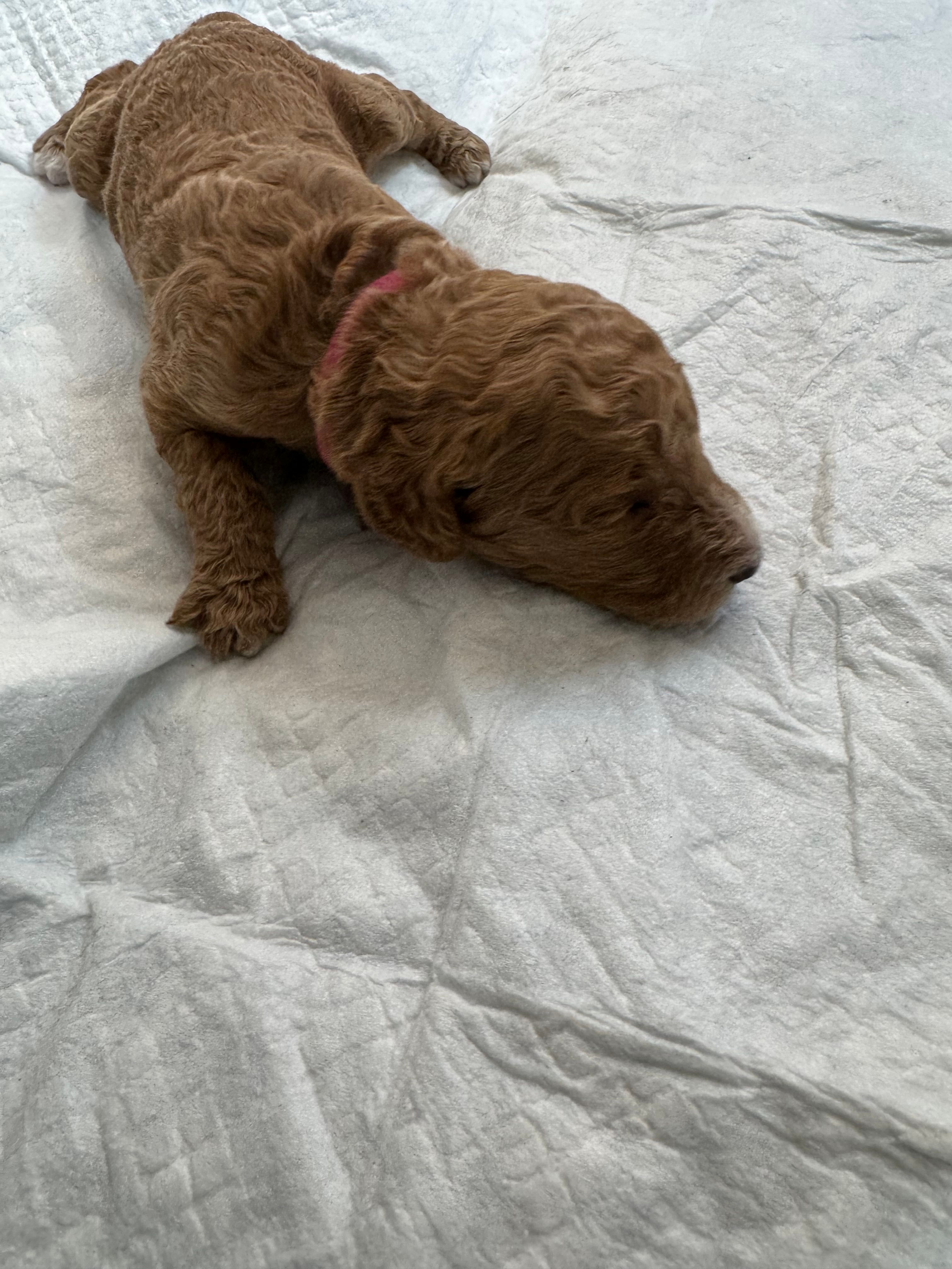 Christina – Poodle - Standard  puppy for sale in Chicago, IL