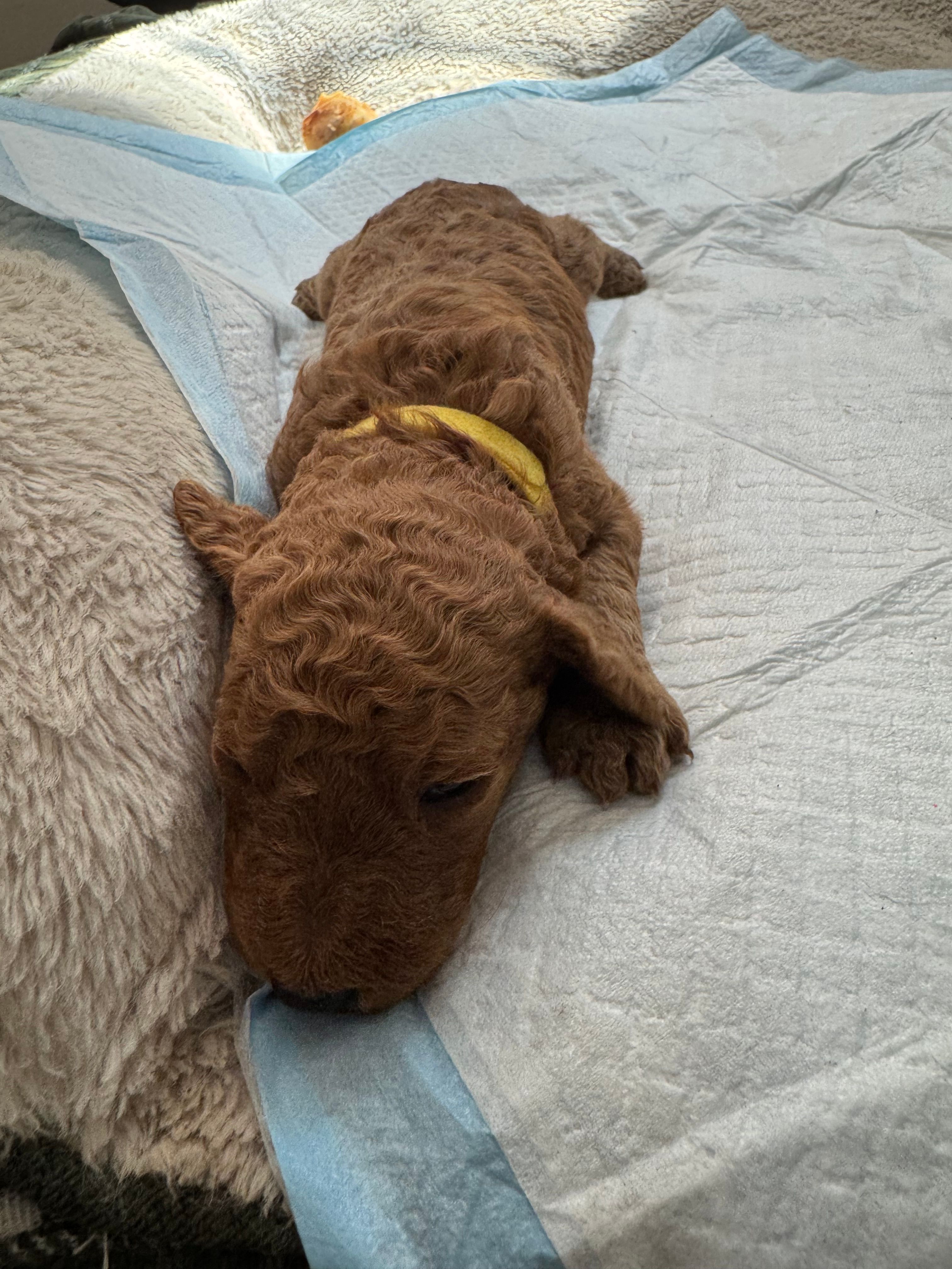 Jennifer – Poodle - Standard  puppy for sale in Chicago, IL