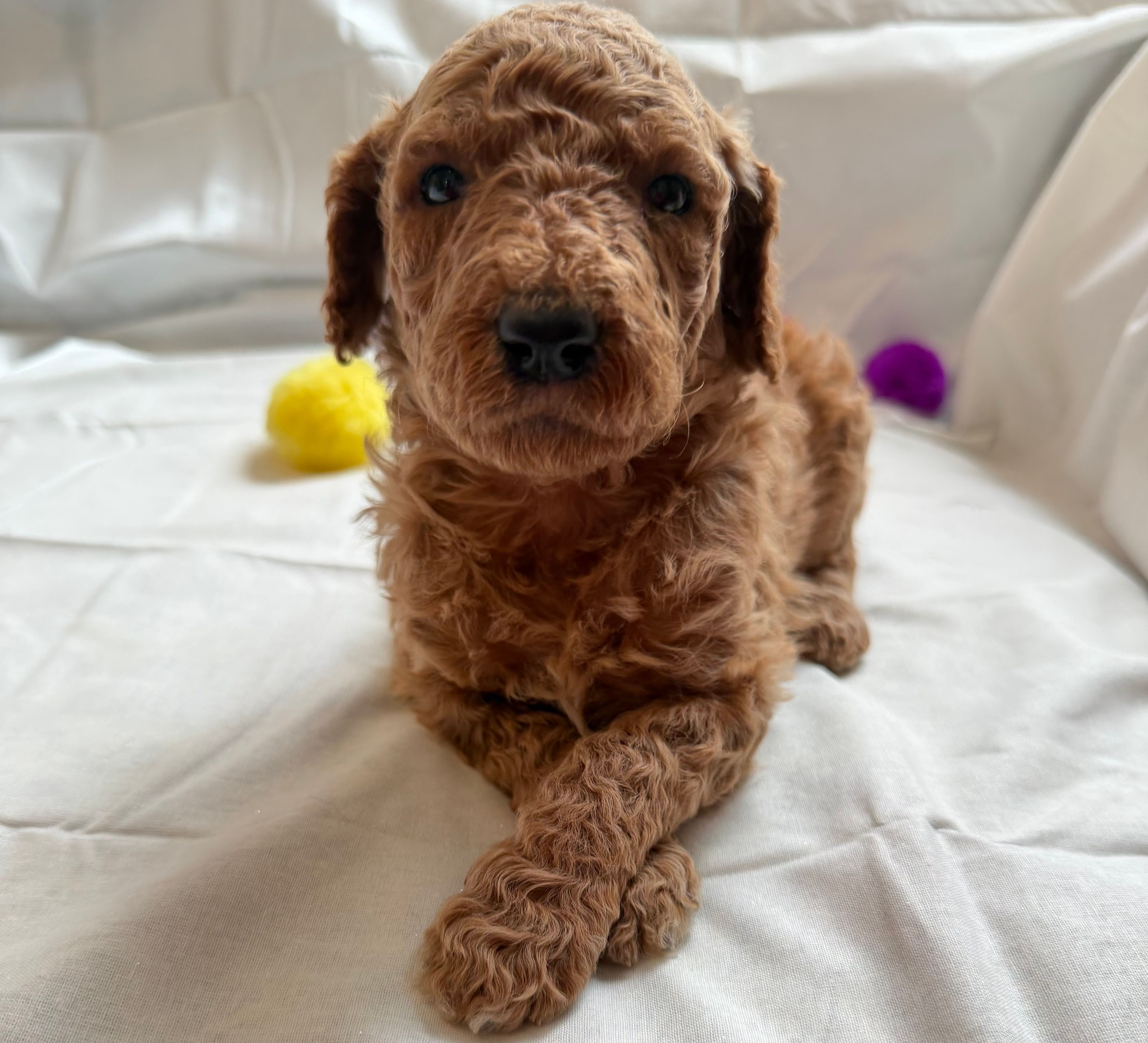 Selena – Poodle - Standard  puppy for sale in Chicago, IL