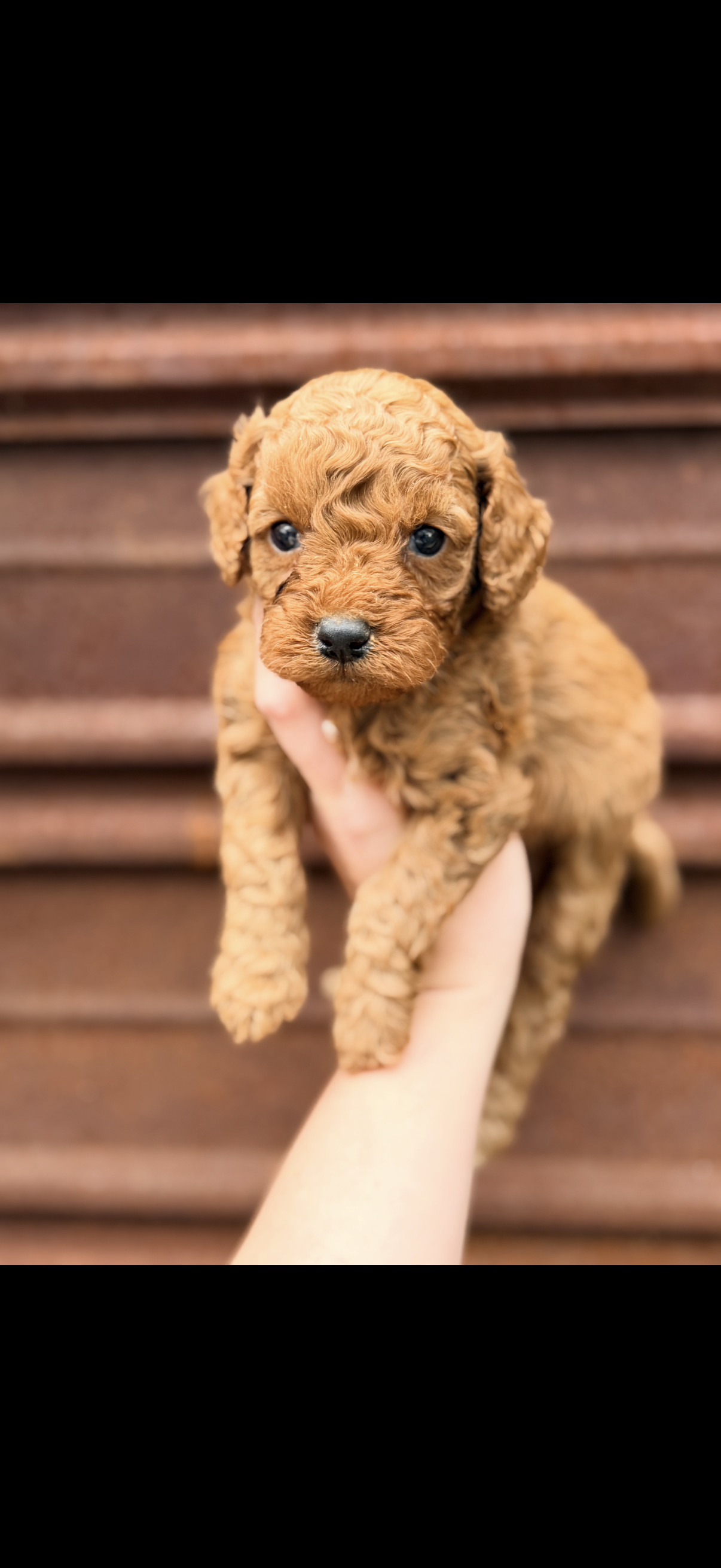 Redd  – Miniature Bernedoodle puppy for sale in Royston, GA