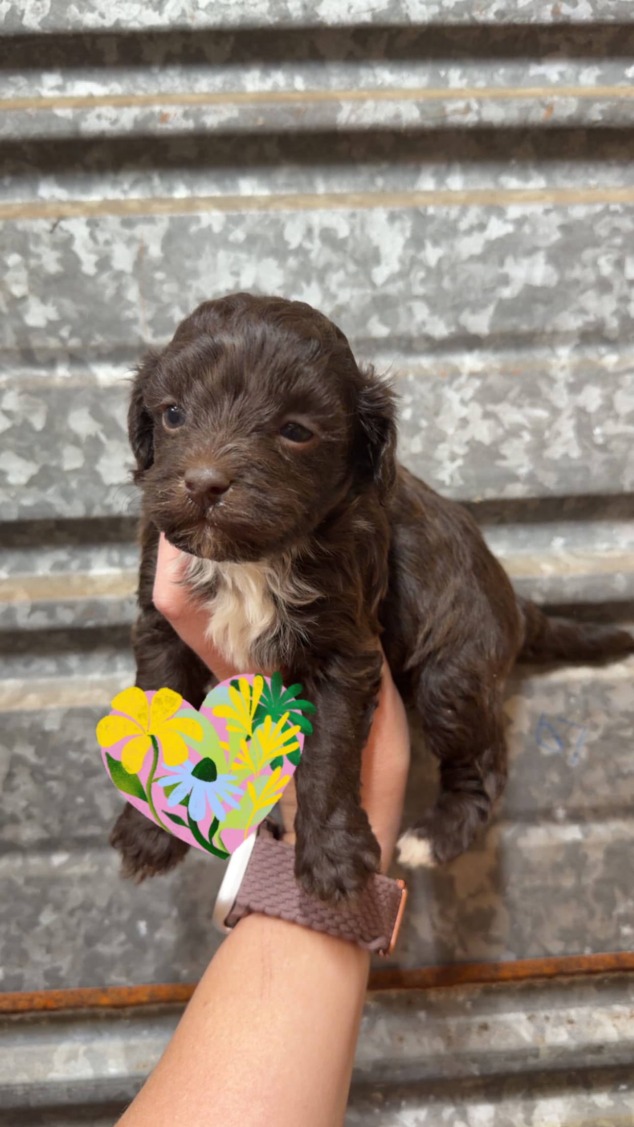 Stella – Cockapoo puppy for sale in Royston, GA