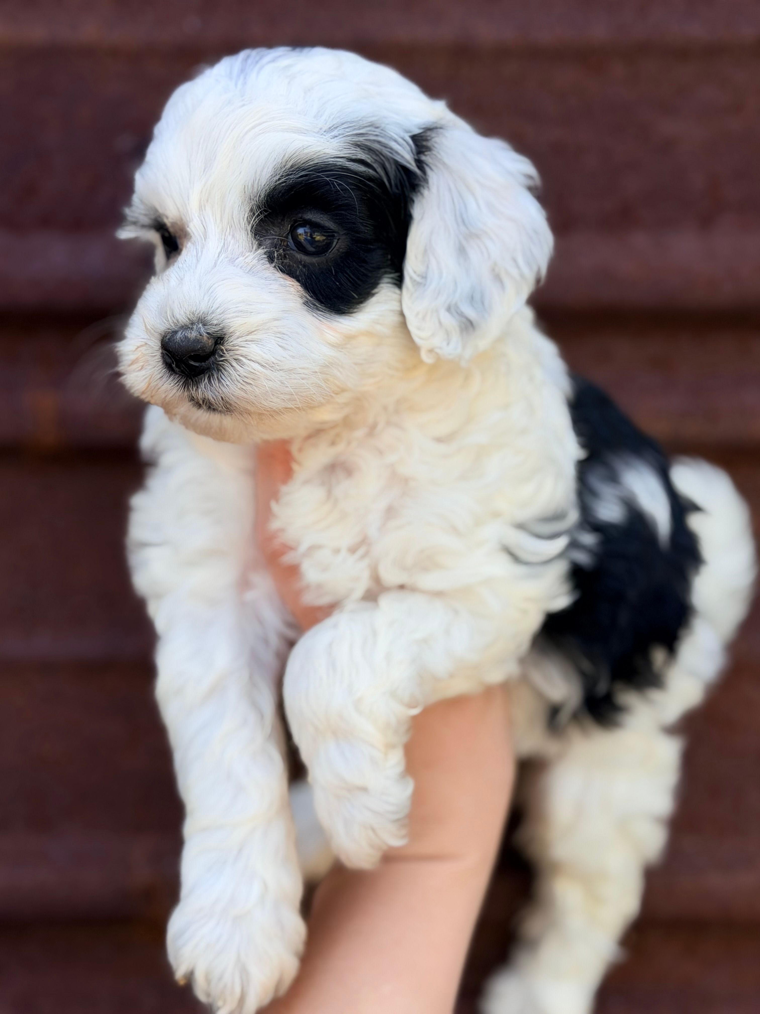 Spot – Miniature Bernedoodle puppy for sale in Royston, GA
