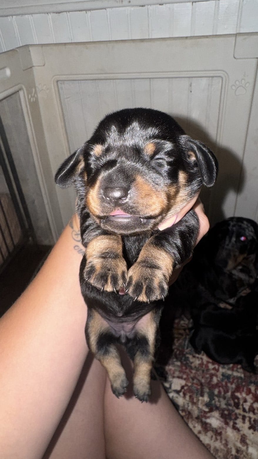 Ellie  – Miniature Dachshund puppy for sale in Royston, GA