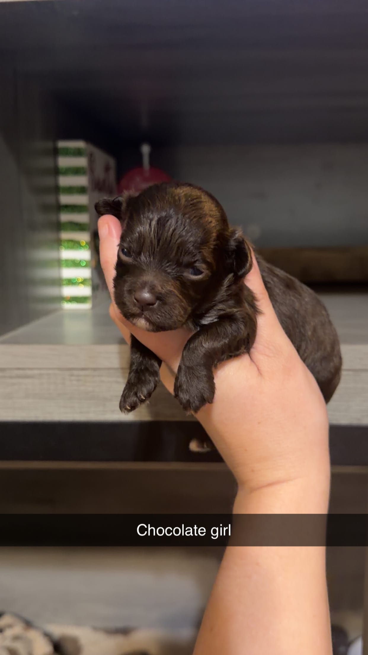 Stella – Cockapoo puppy for sale in Royston, GA
