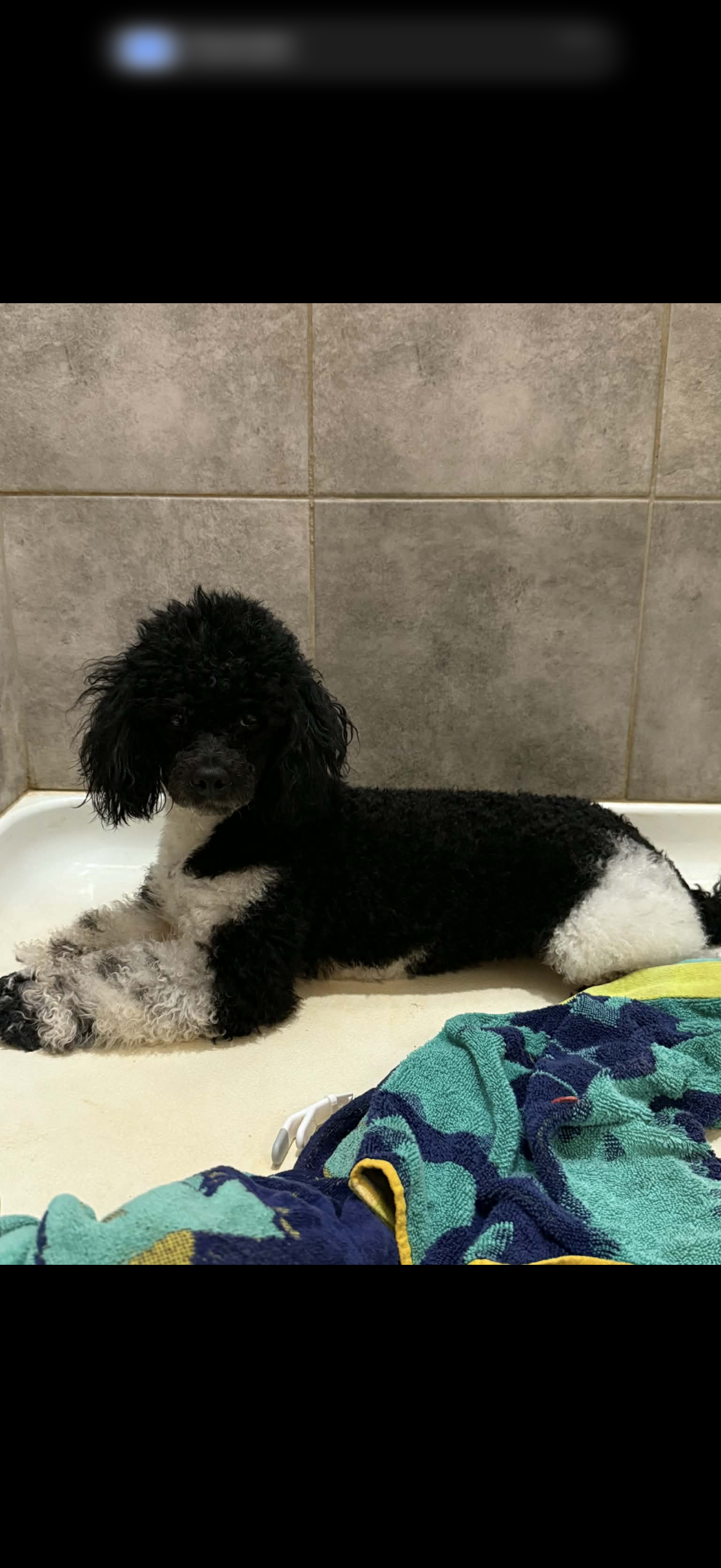 Dash  – Poodle - Miniature  puppy for sale in Royston, GA