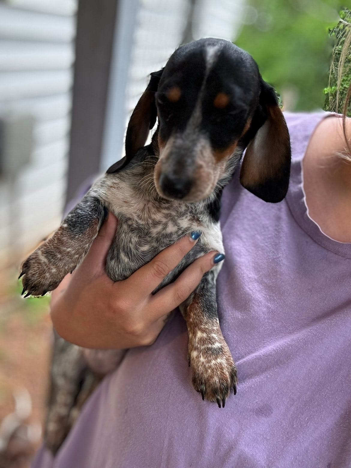 Rita – Miniature Dachshund puppy for sale in Royston, GA