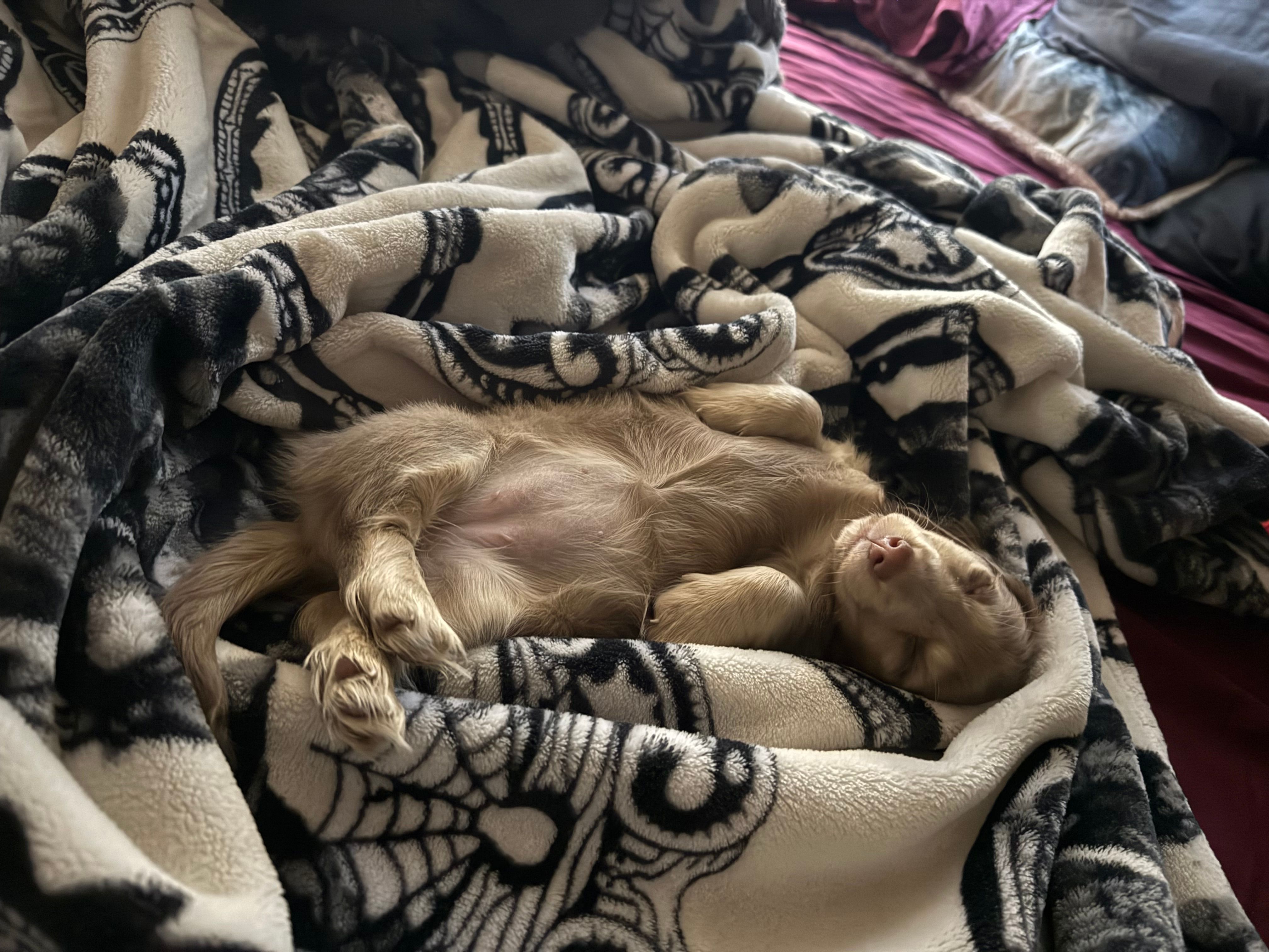 Meyles , a female Miniature Dachshund for sale in Louisville, KY – Photo 6 of 7