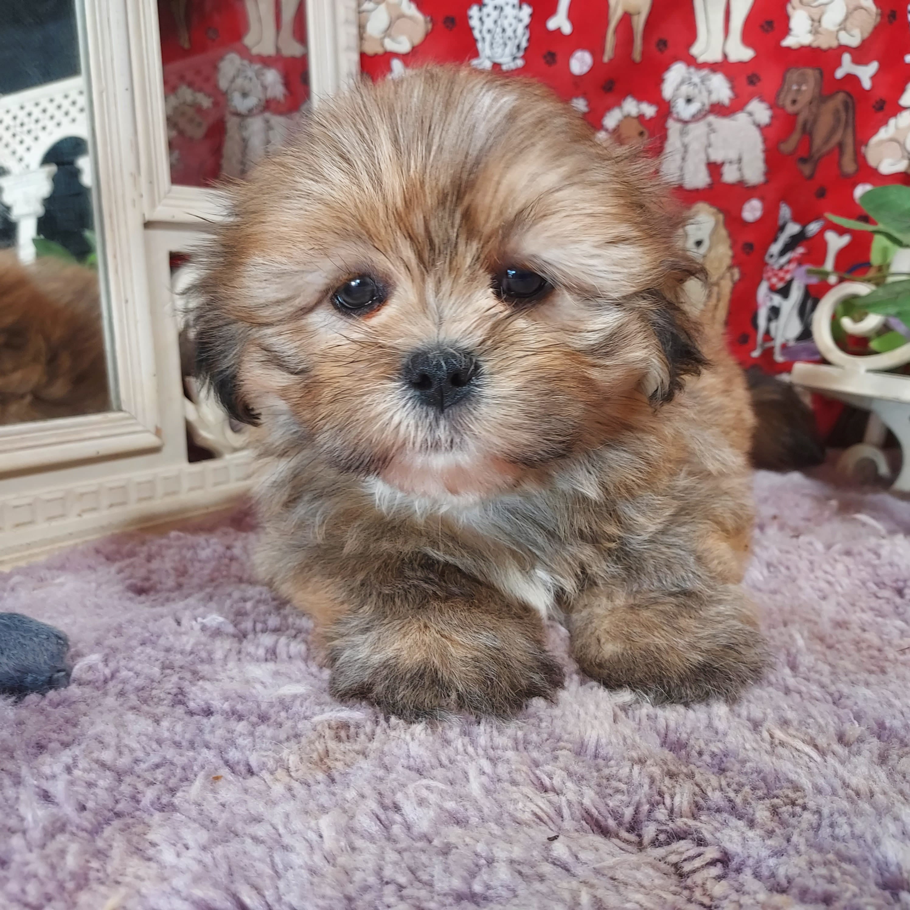 AKC Lacy – Lhasa Apso puppy for sale in Jay, OK