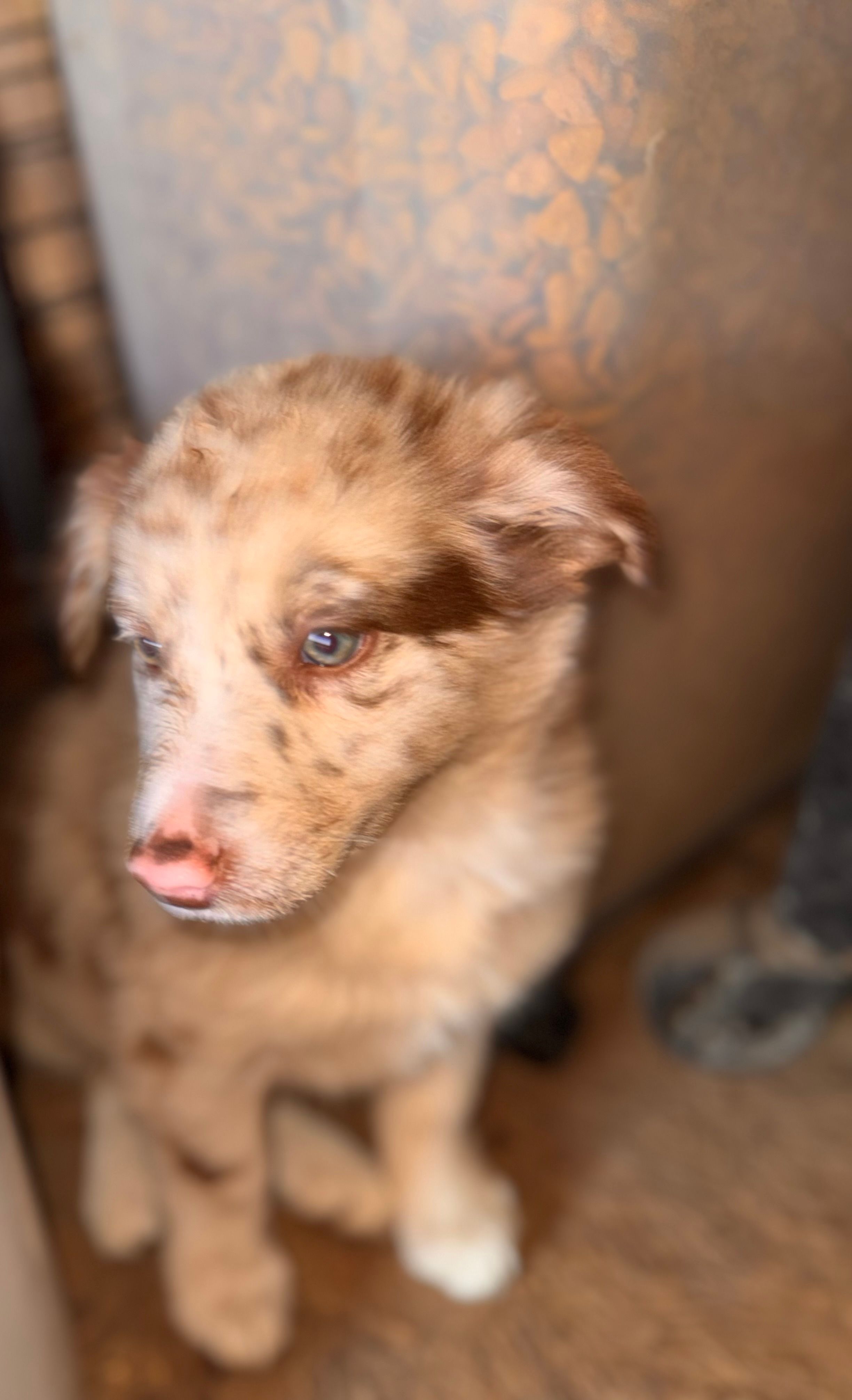 MAGY – Australian Shepherd puppy for sale in Holden, MO