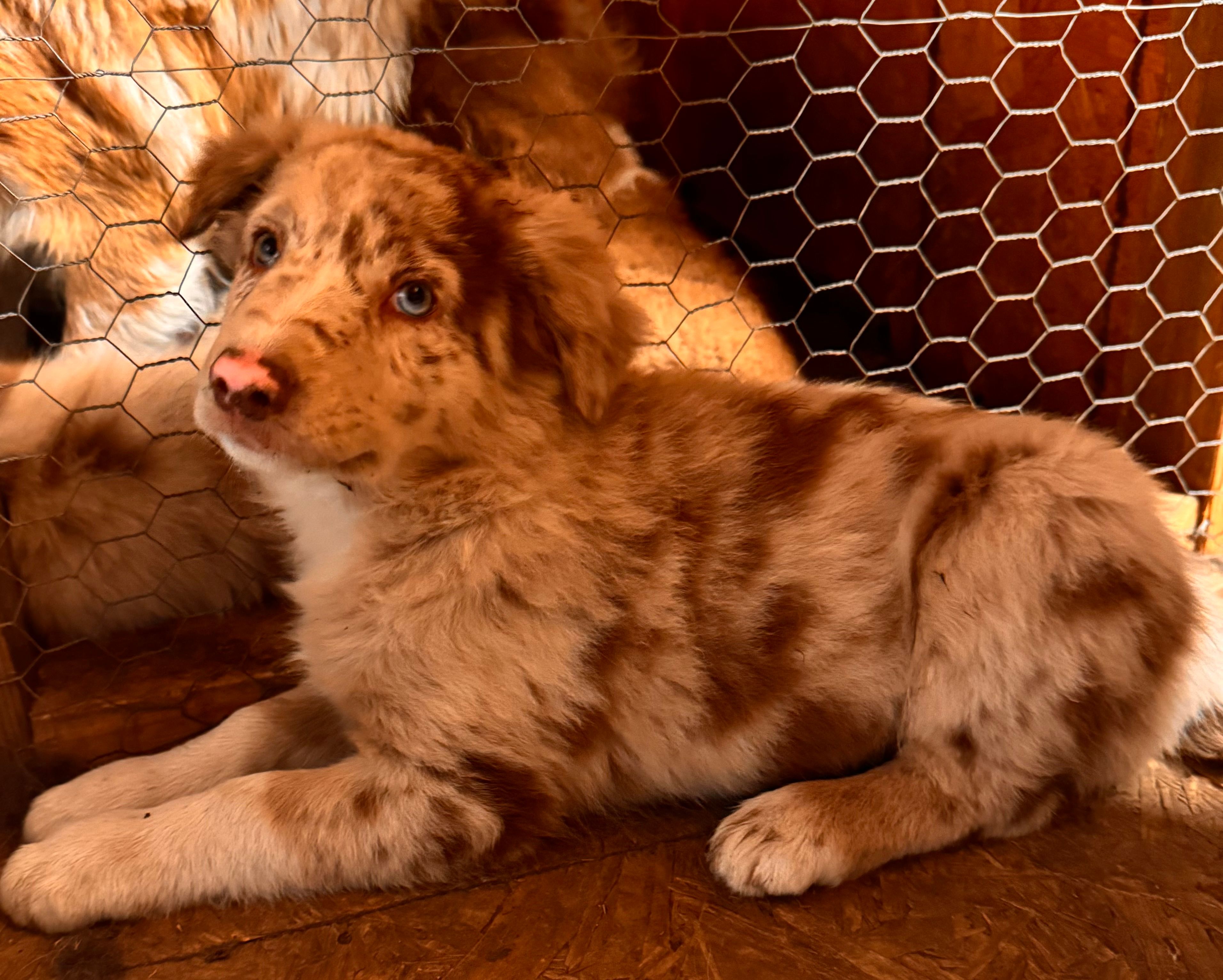 OSCAR – Australian Shepherd puppy for sale in Holden, MO