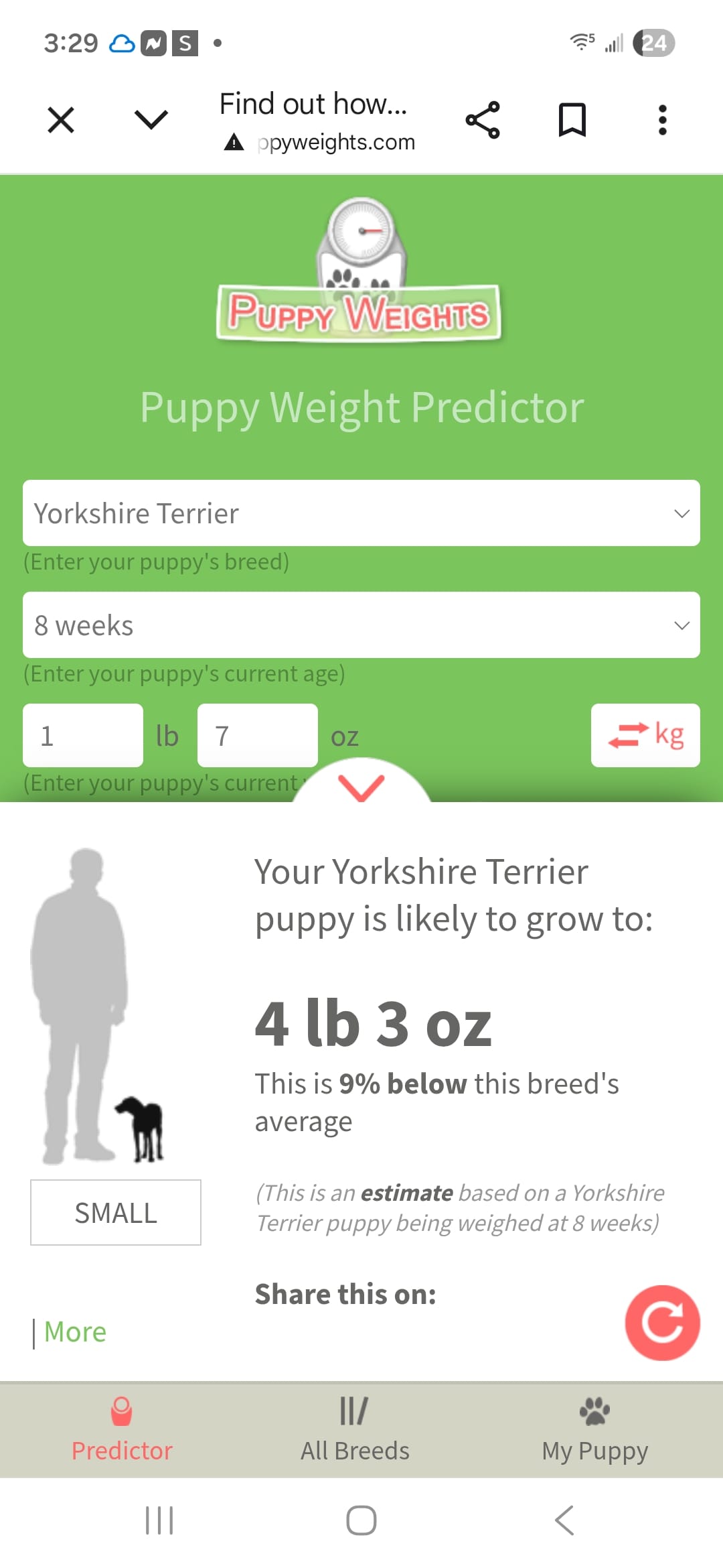 Nate – Yorkshire Terrier puppy for sale in Sumter, SC