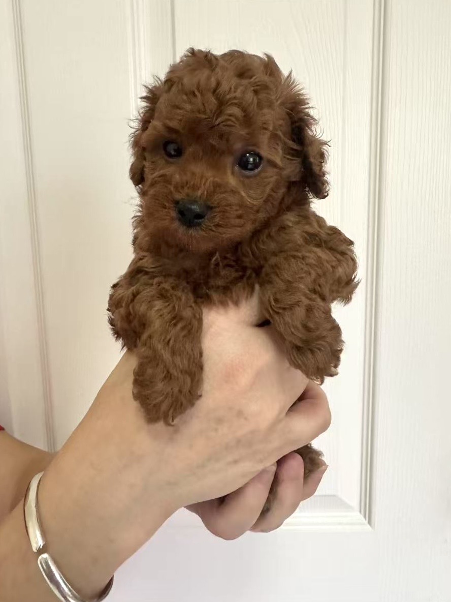 AKC Milo – Poodle - Toy  puppy for sale in Brooksville, FL