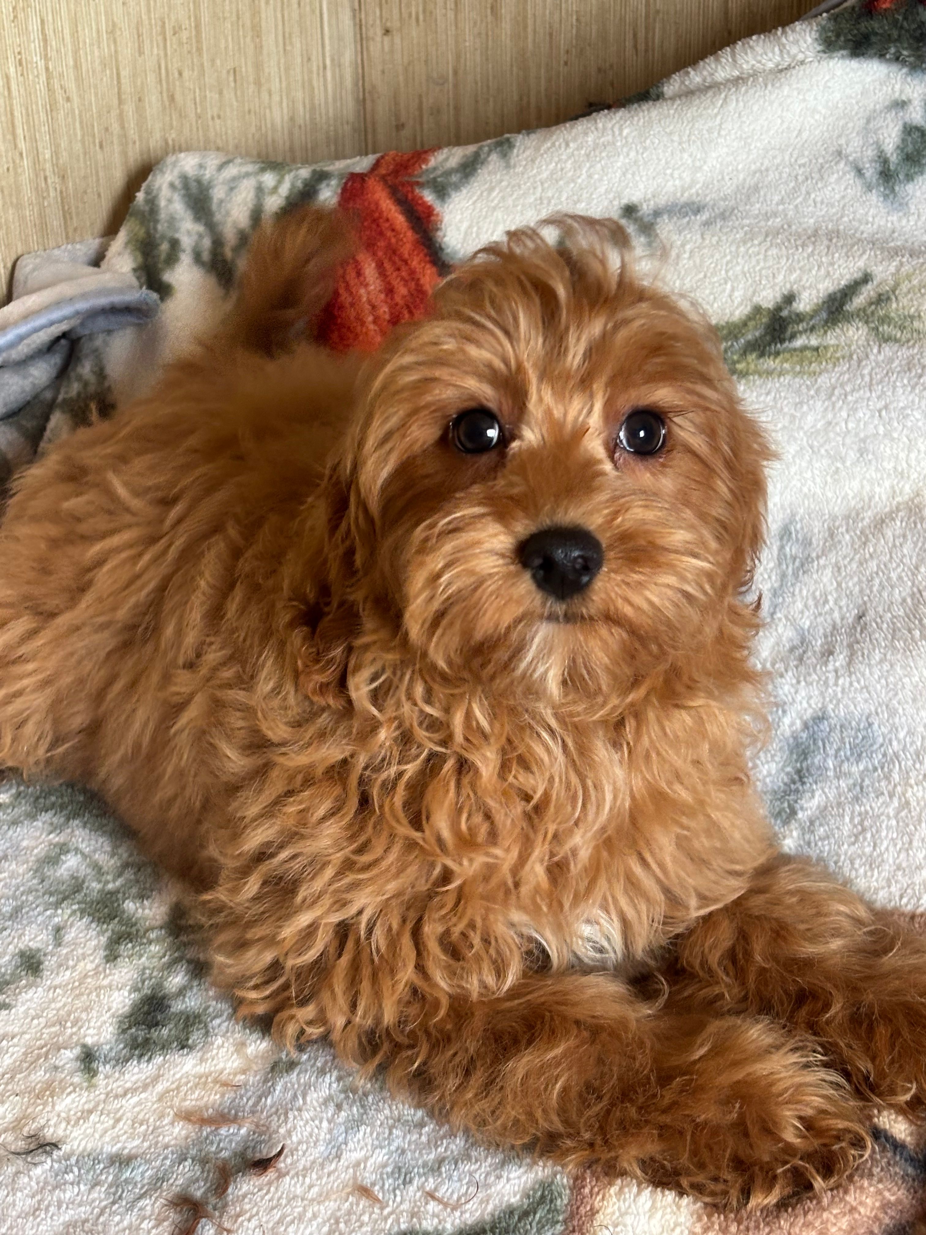 Bell – Maltipoo puppy for sale in Sacramento, CA