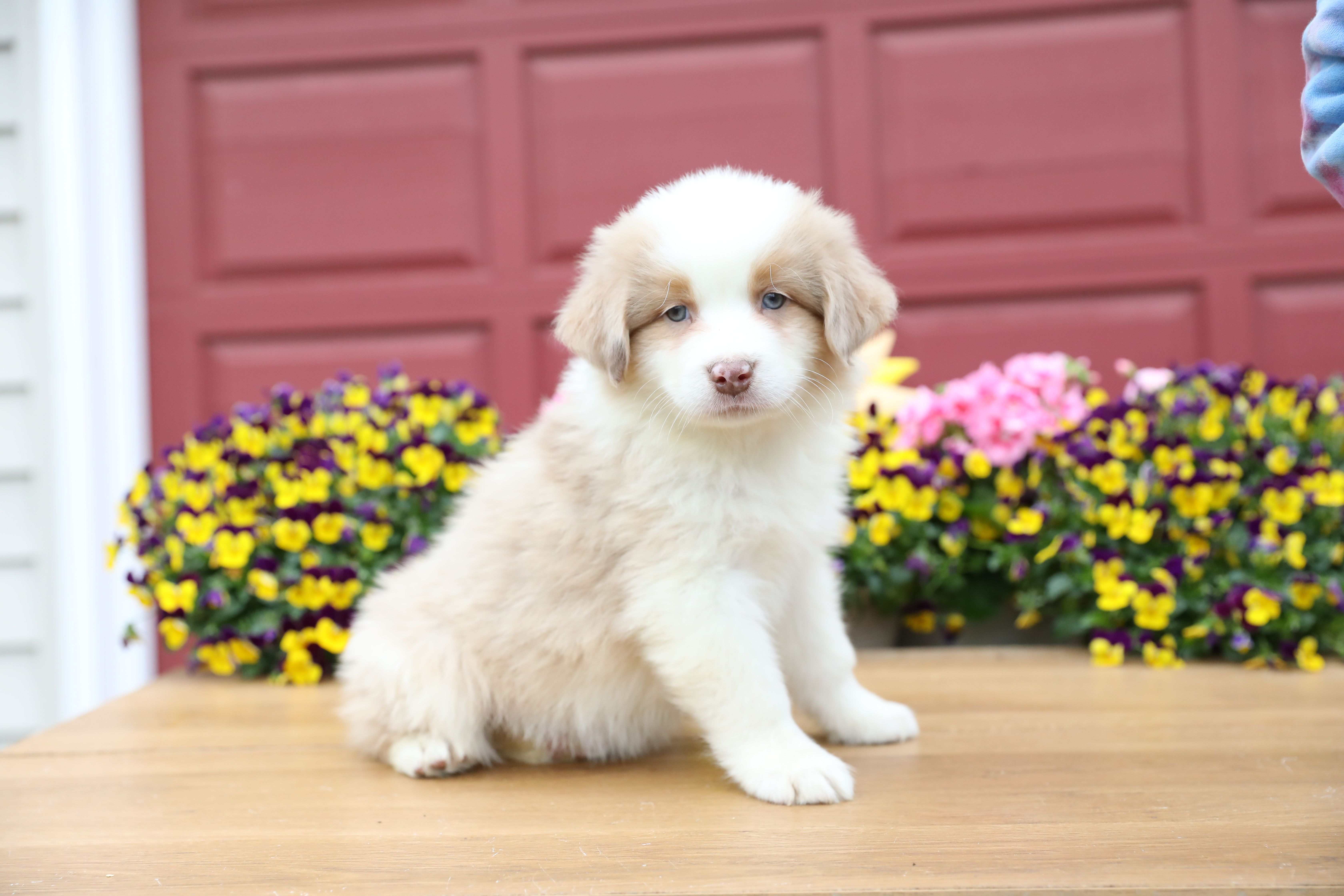 Lily-Rose's Red Merle Boy – Australian Shepherd puppy for sale in Westfield, MA