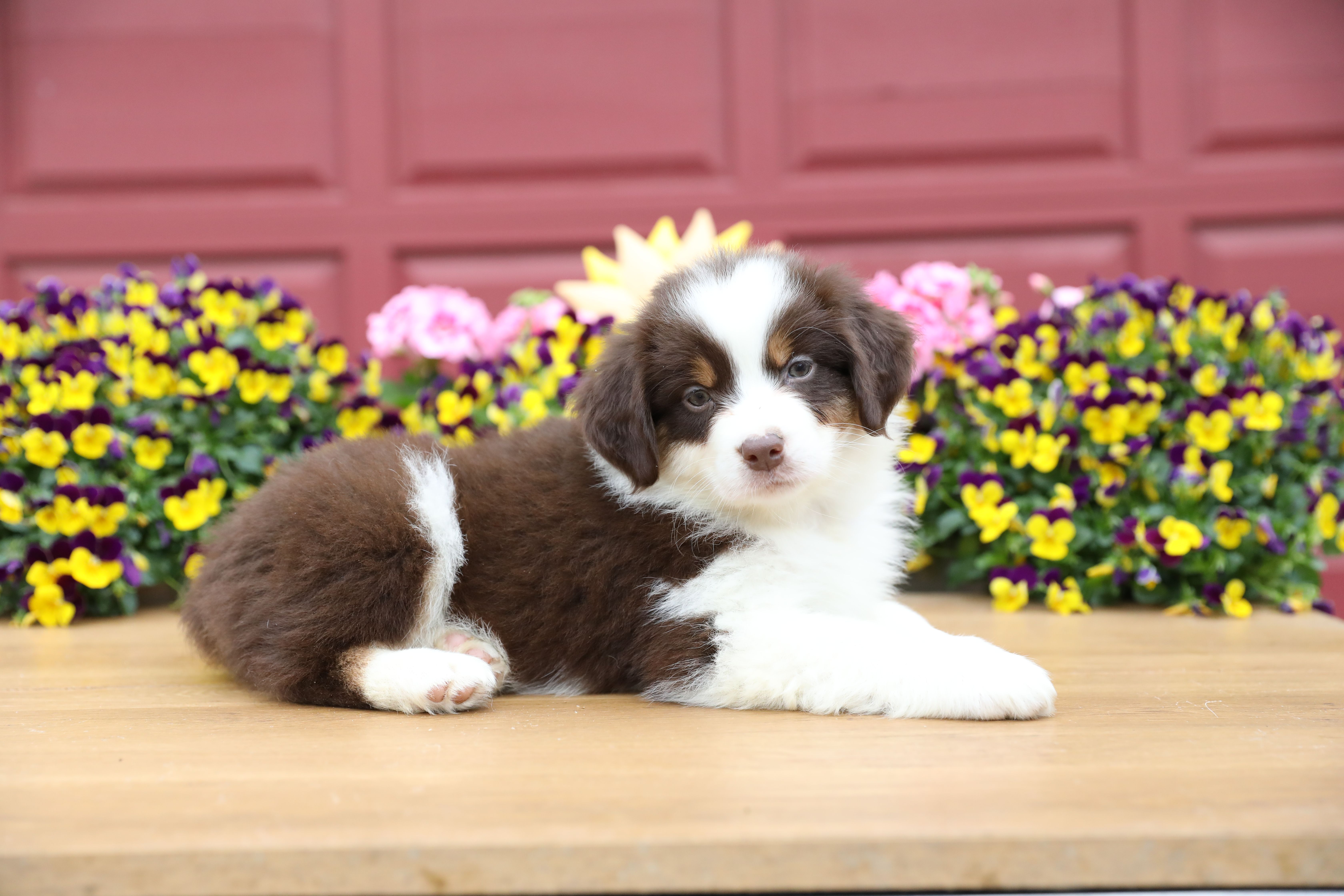 Lily-Rose's Red Tri Girl #1 – Australian Shepherd puppy for sale in Westfield, MA