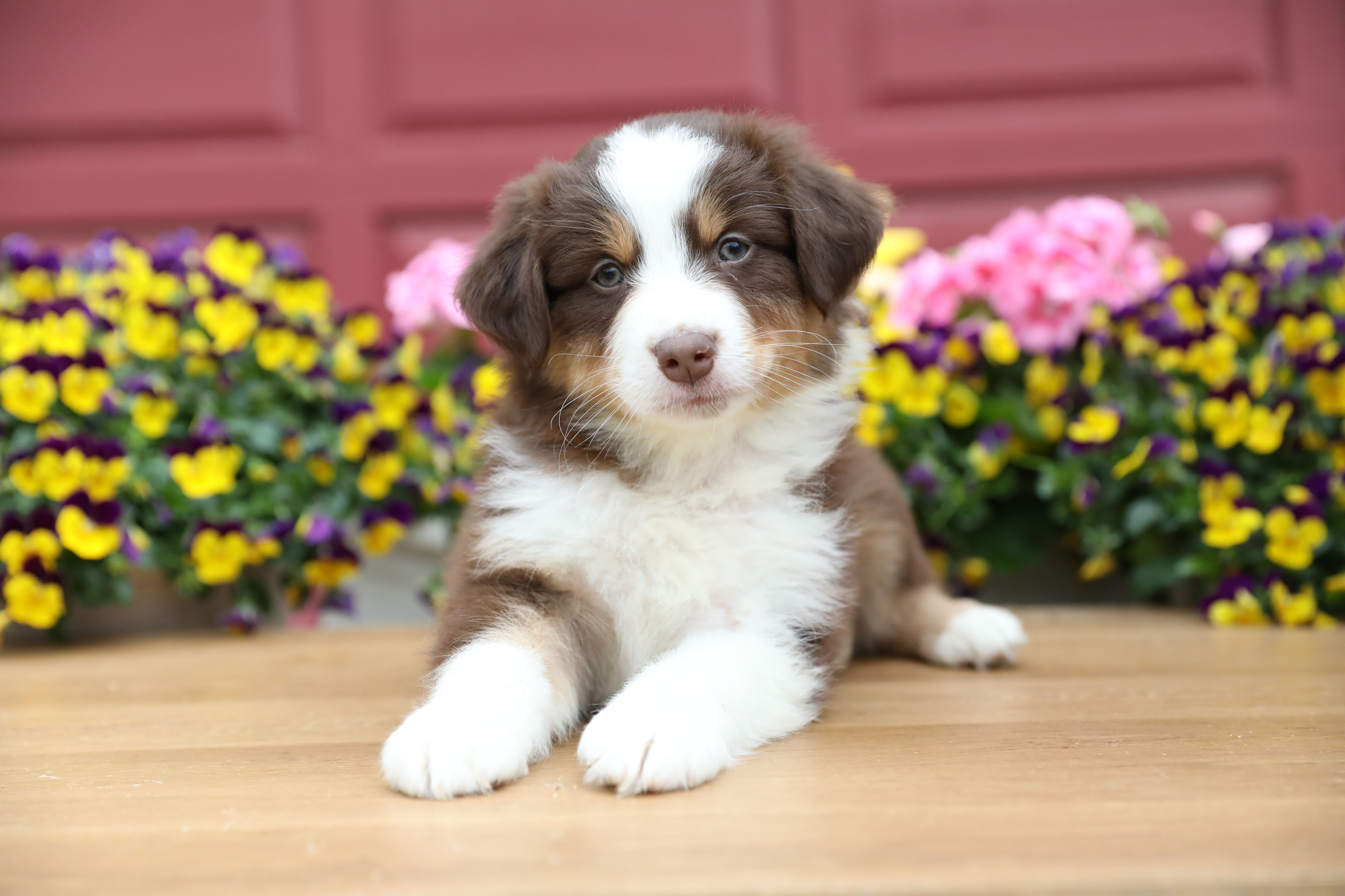 Lily-Rose's Red Tri Boy – Australian Shepherd puppy for sale in Westfield, MA