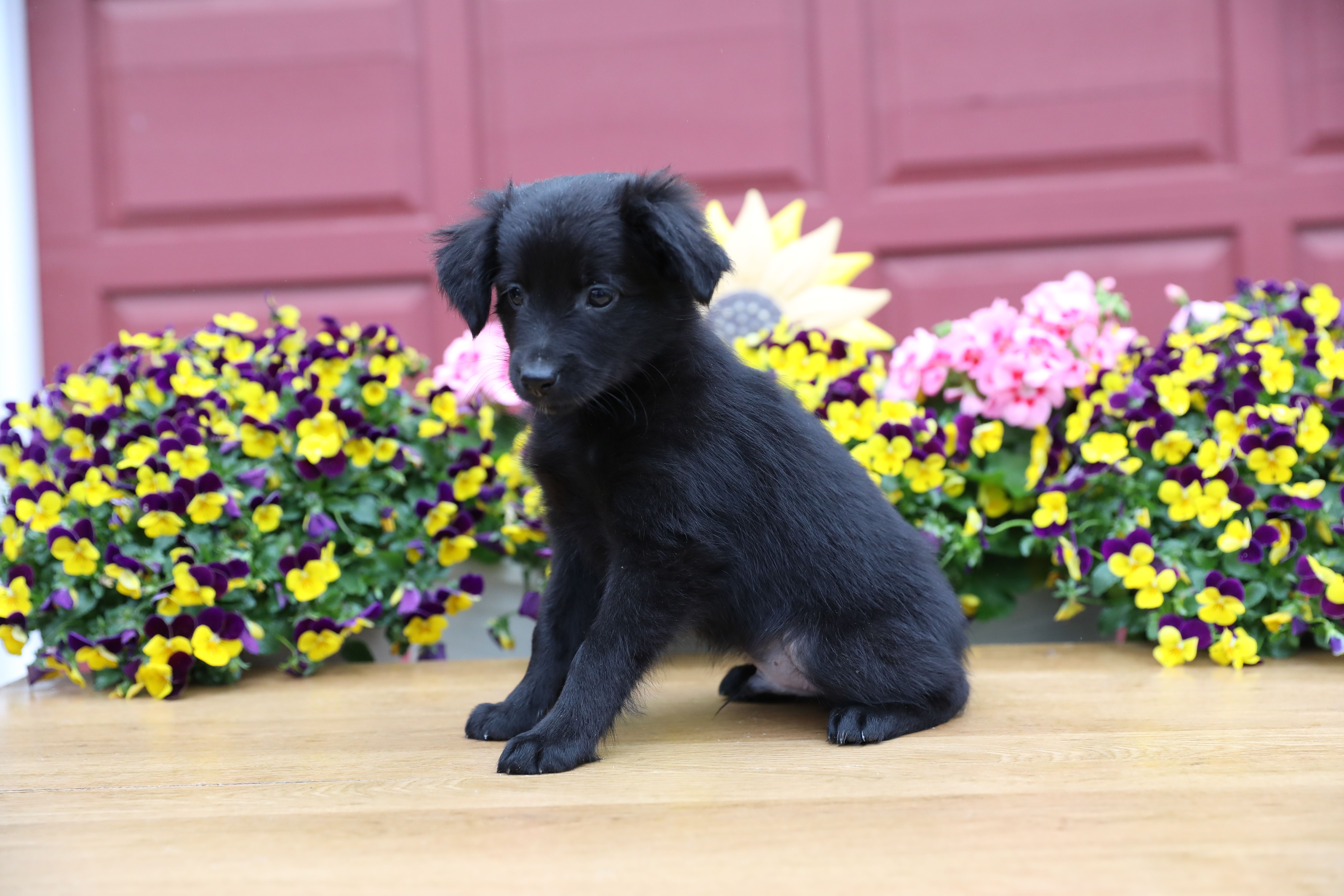 Char-Lynne's black boy – Miniature Australian Shepherd puppy for sale in Westfield, MA