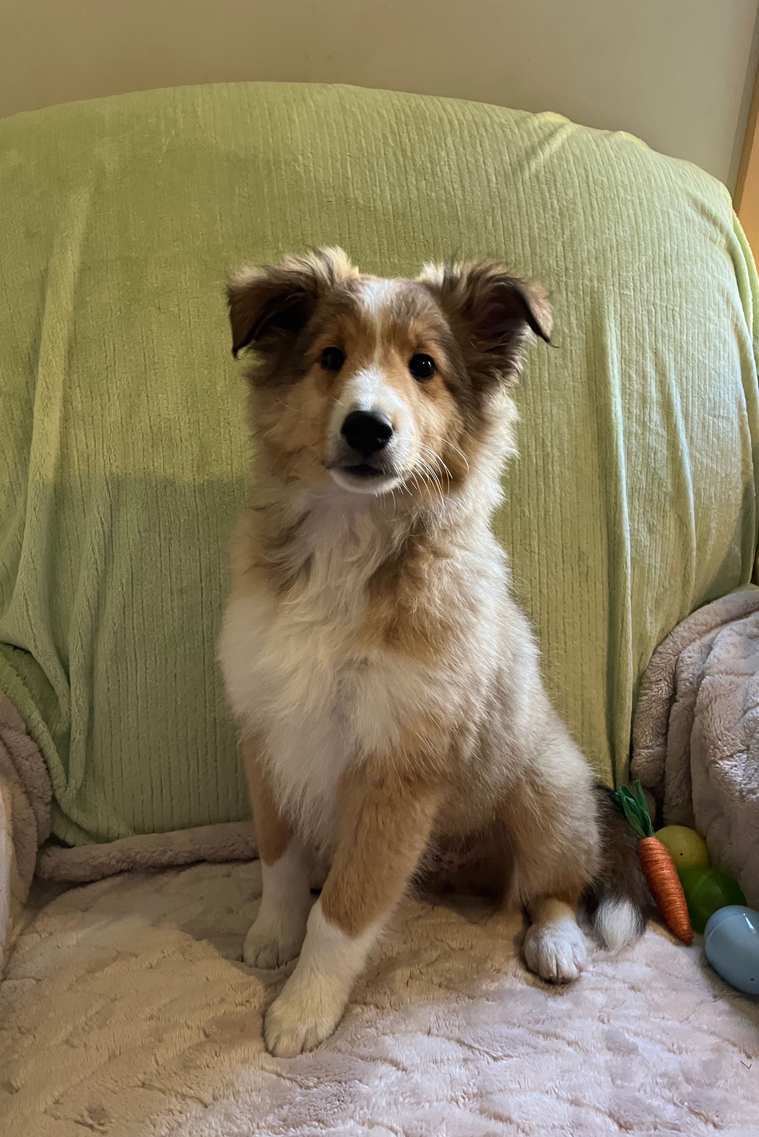 Henry AKC – Shetland Sheepdog puppy for sale in Elkland, MO