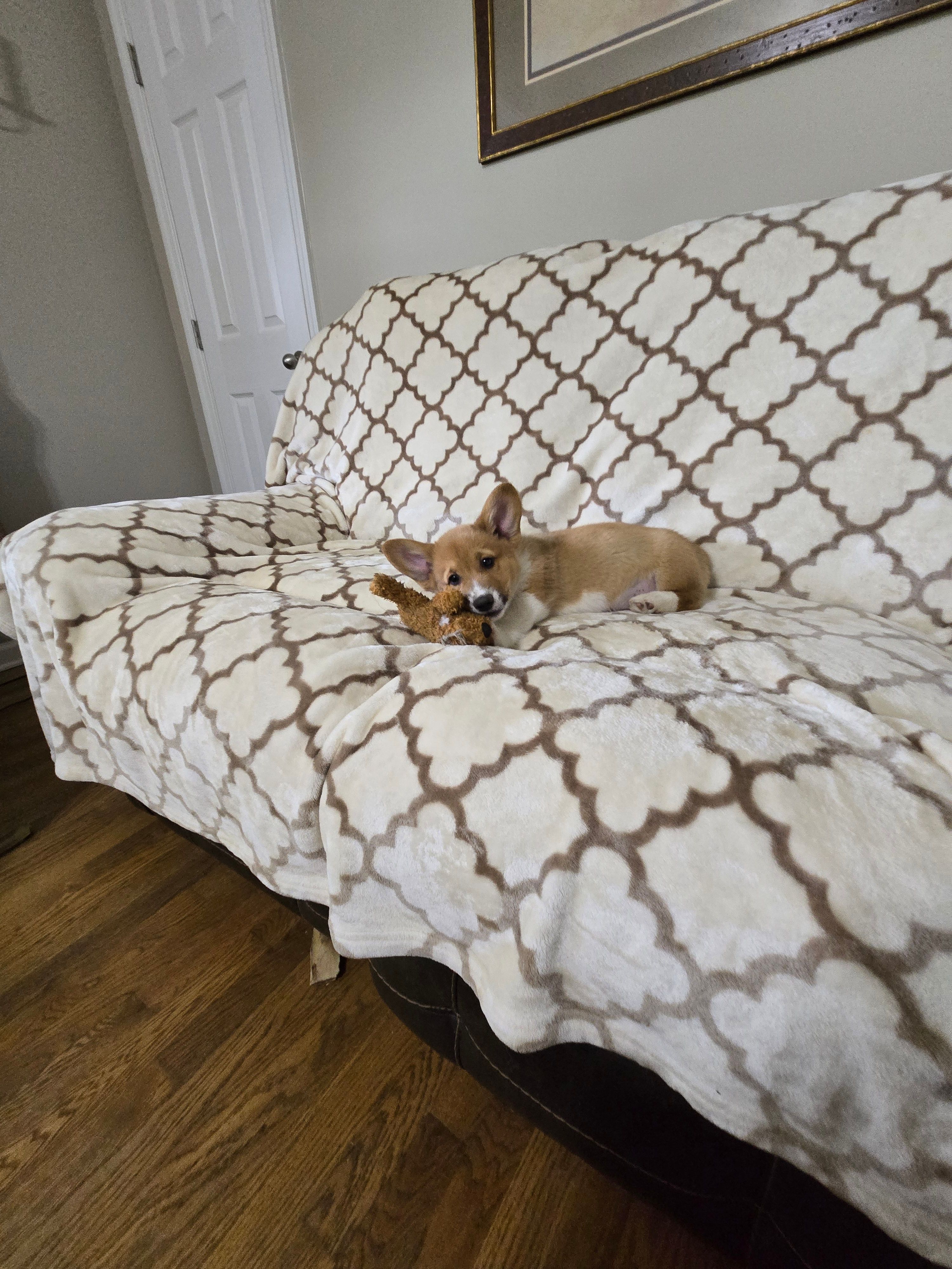 Skip 4-way clear , a male Pembroke Welsh Corgi for sale in Fayetteville, TN – Photo 7 of 8