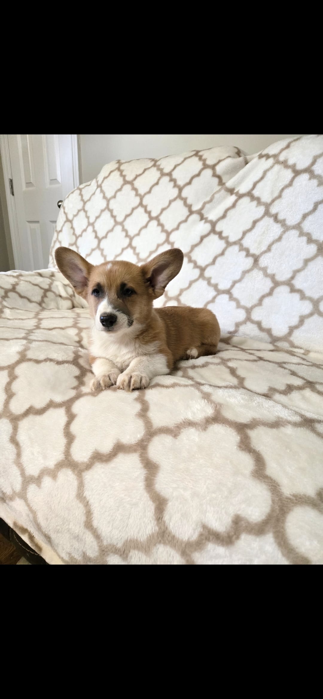 Rookie  4-way clear  – Pembroke Welsh Corgi puppy for sale in Fayetteville, TN