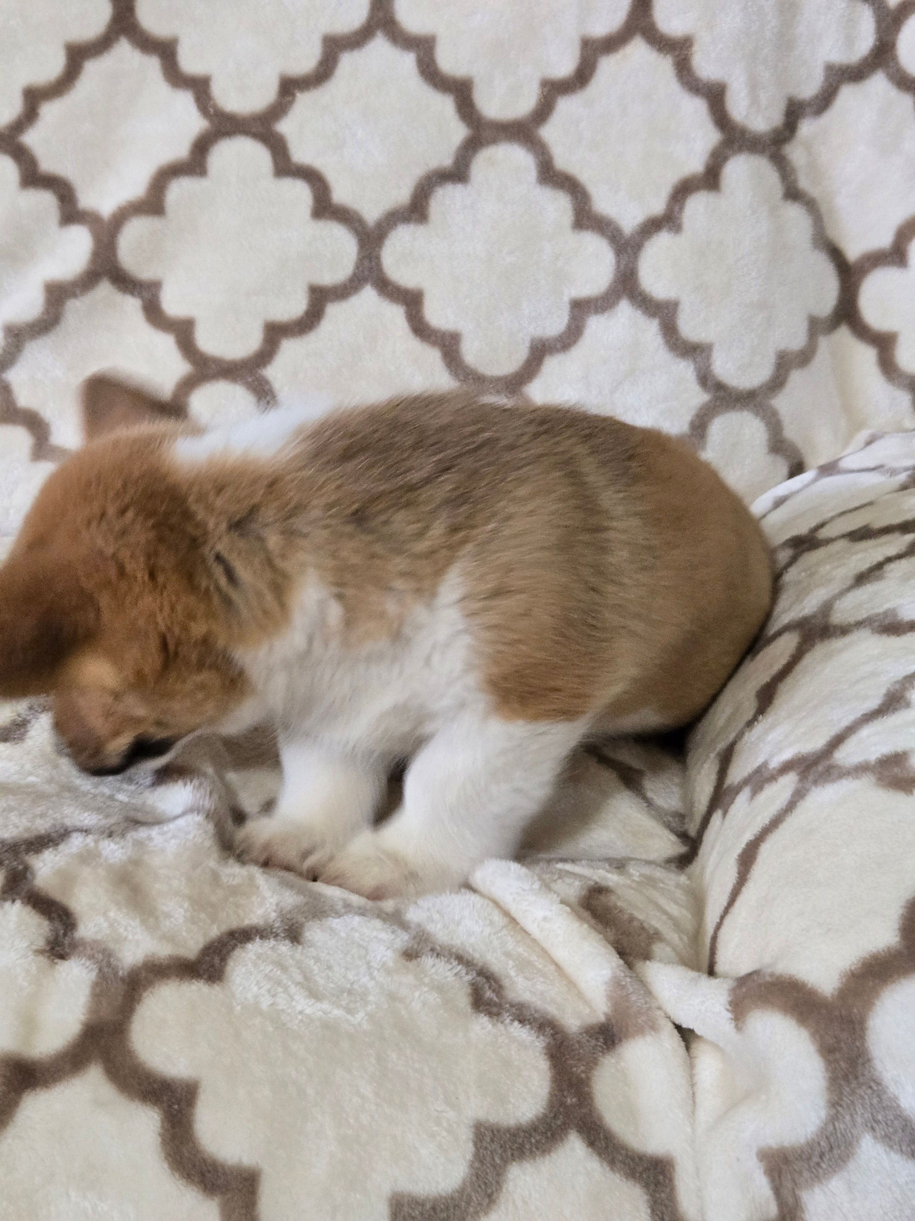 Skip 4-way clear , a male Pembroke Welsh Corgi for sale in Fayetteville, TN – Photo 4 of 8