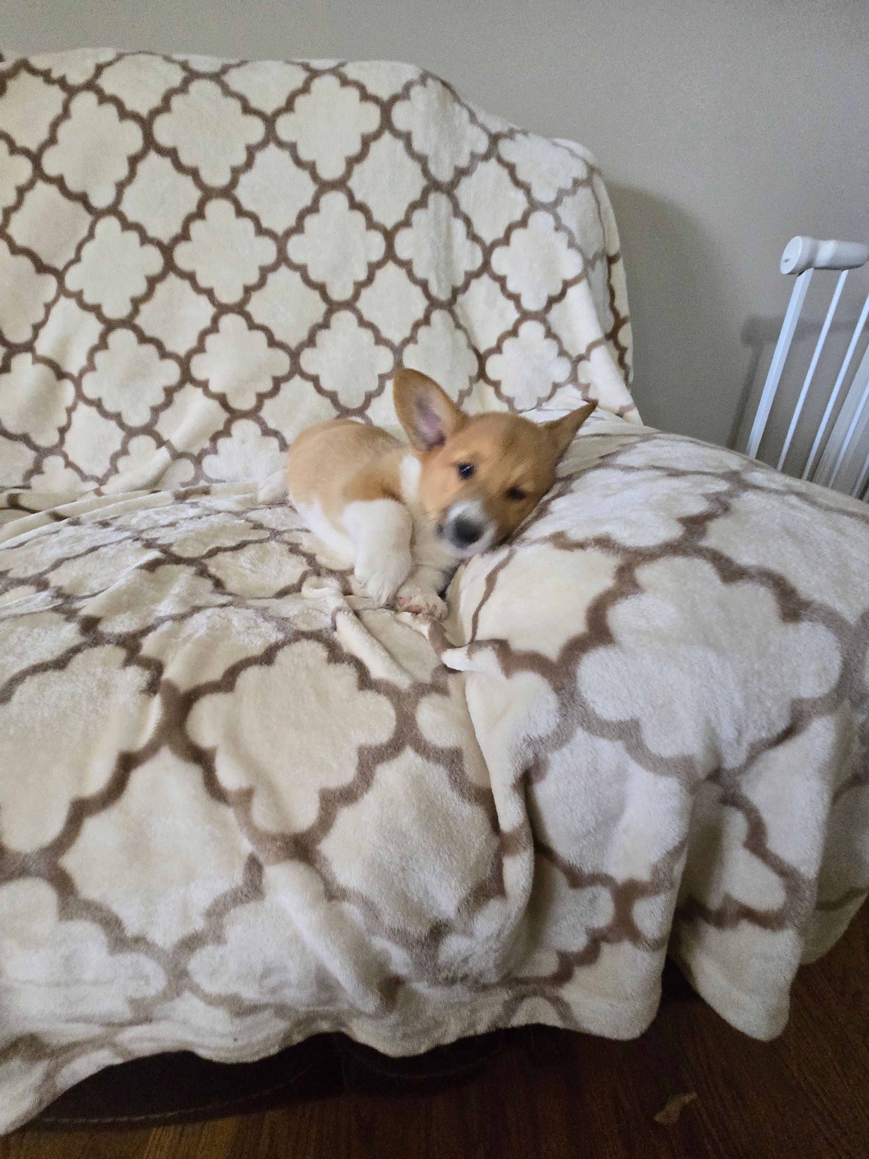 Skip 4-way clear , a male Pembroke Welsh Corgi for sale in Fayetteville, TN – Photo 8 of 8