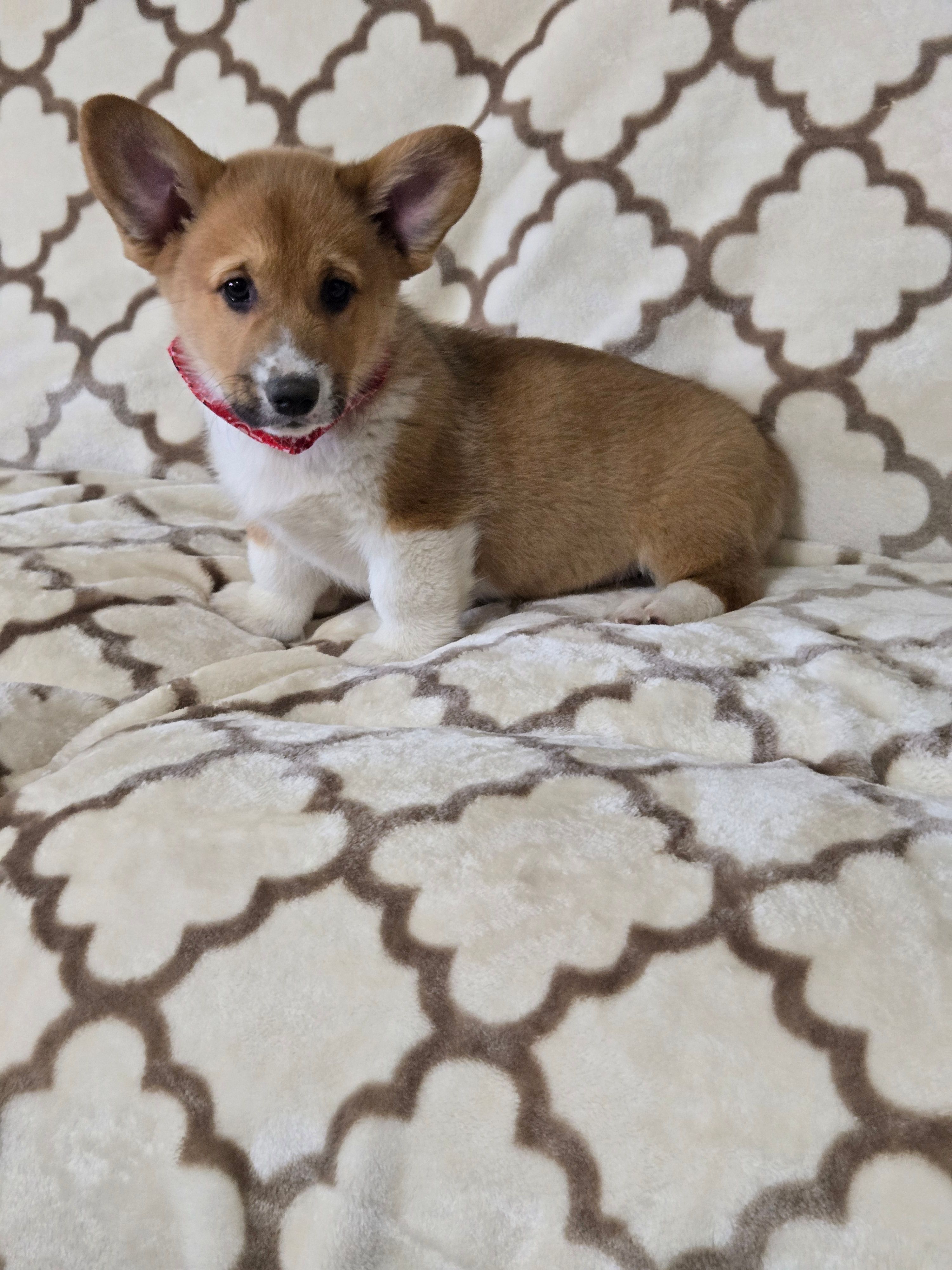 Skip 4-way clear , a male Pembroke Welsh Corgi for sale in Fayetteville, TN – Photo 6 of 8