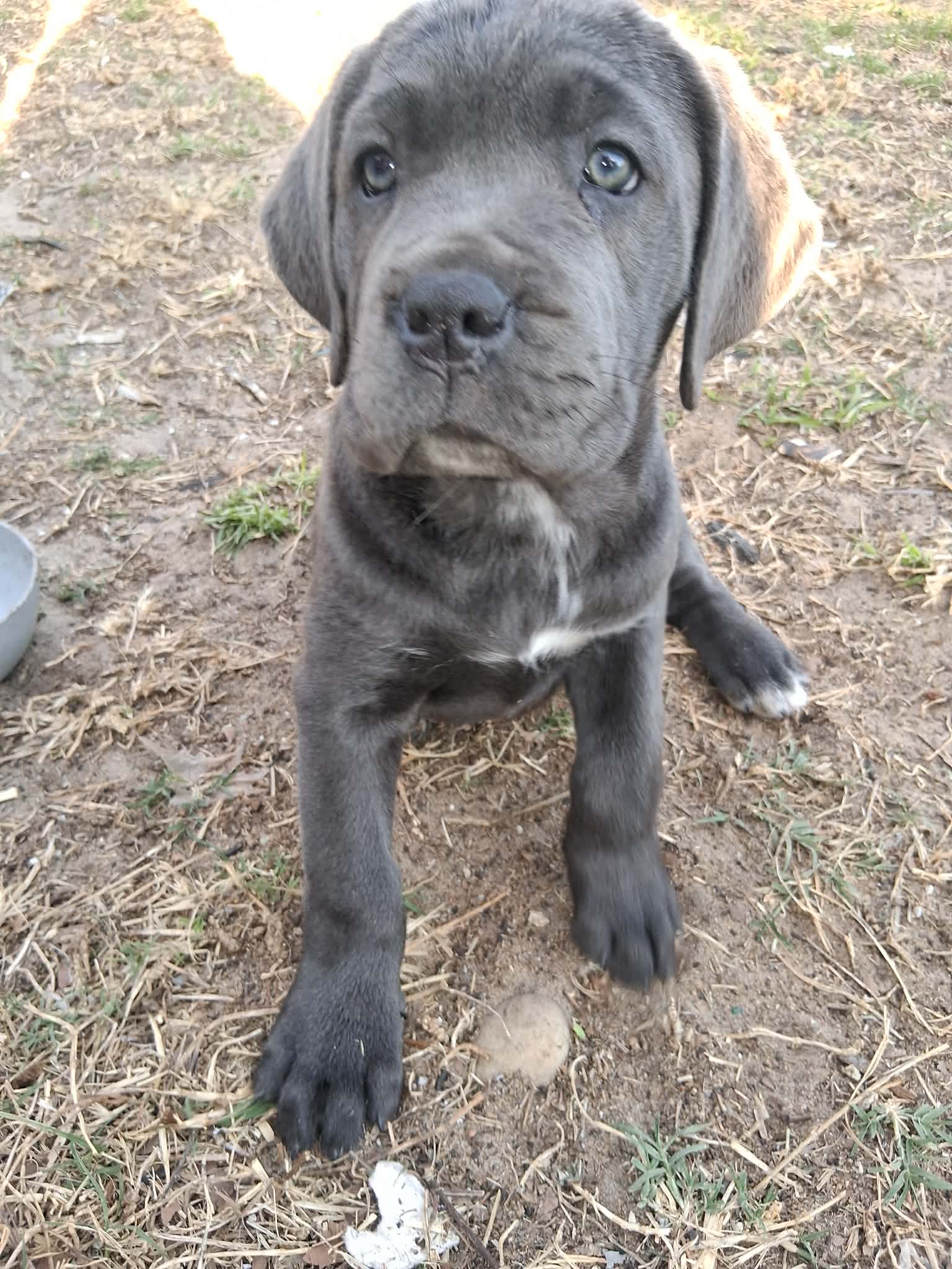 Boots – Cane Corso puppy for sale in Leesburg, FL