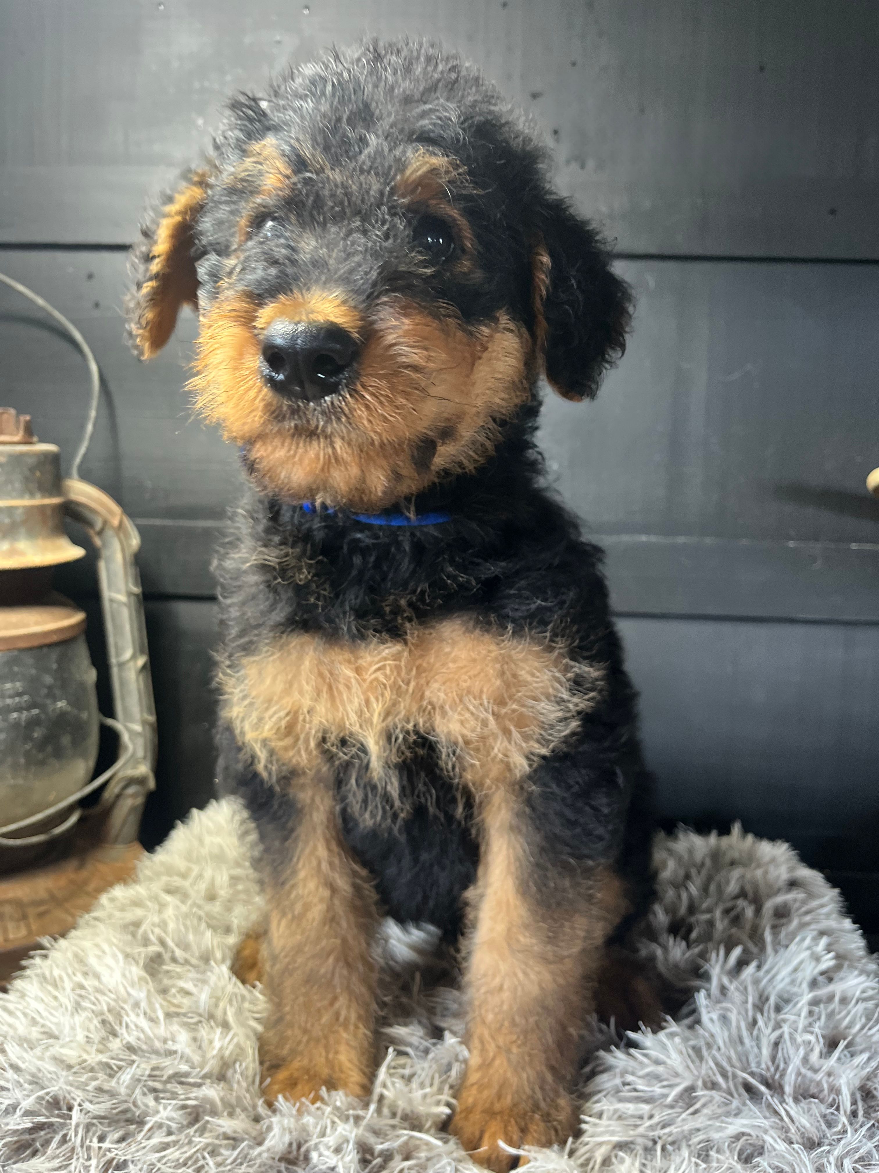 AKC Jack  – Airedale Terrier puppy for sale in Starkville, MS