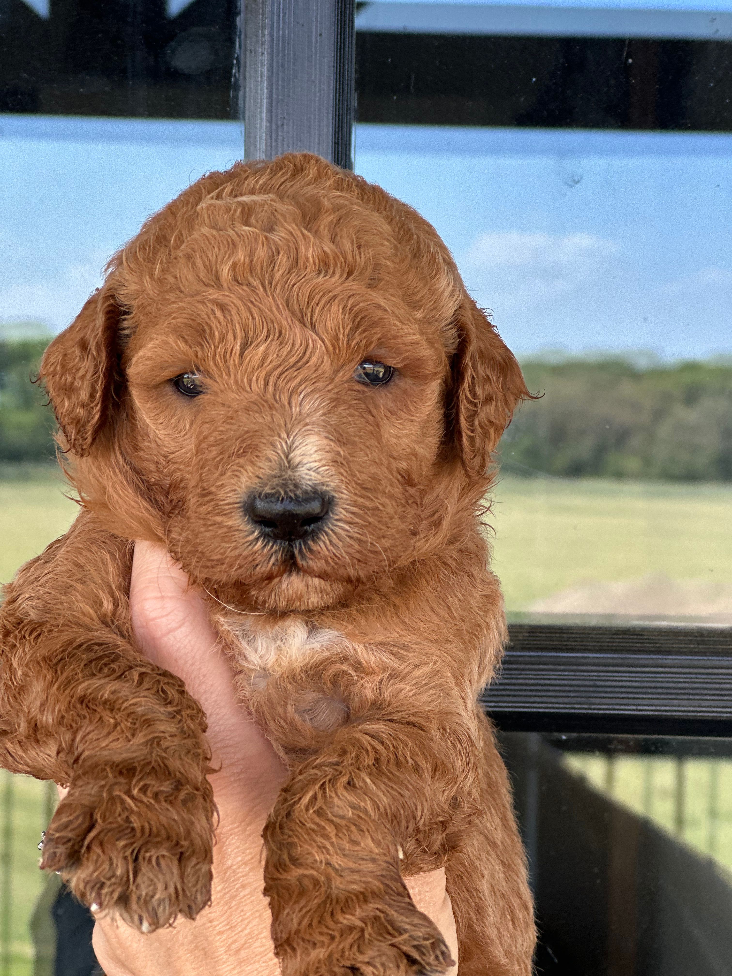 f1b goldendoodle – Goldendoodle puppy for sale in Canton, TX
