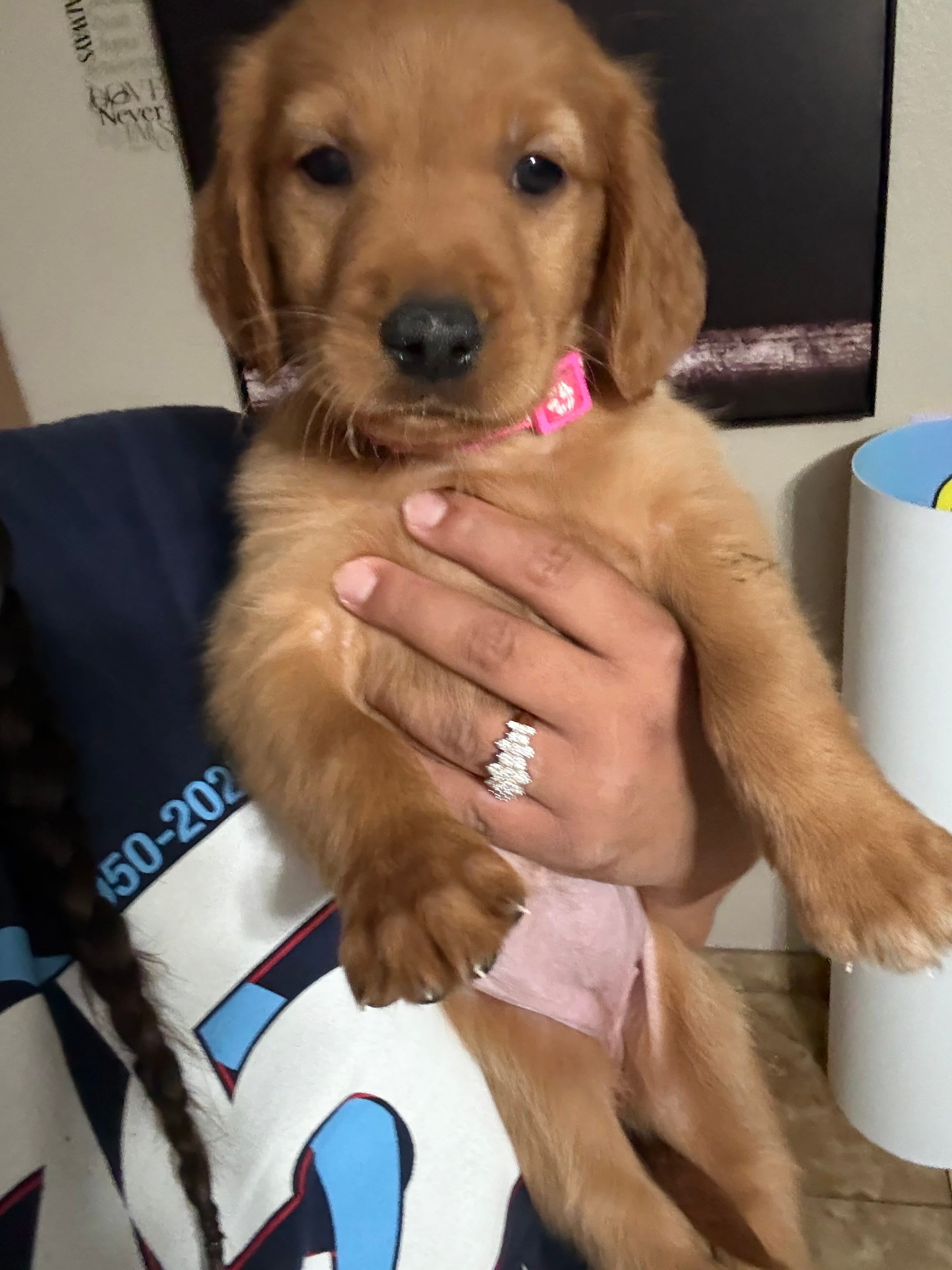 Hot pink golden  – Golden Retriever puppy for sale in Las Vegas, NV