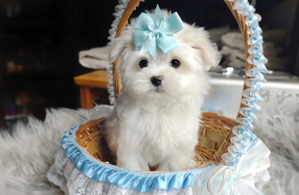 Polar – Maltese puppy for sale in Clinton, MD