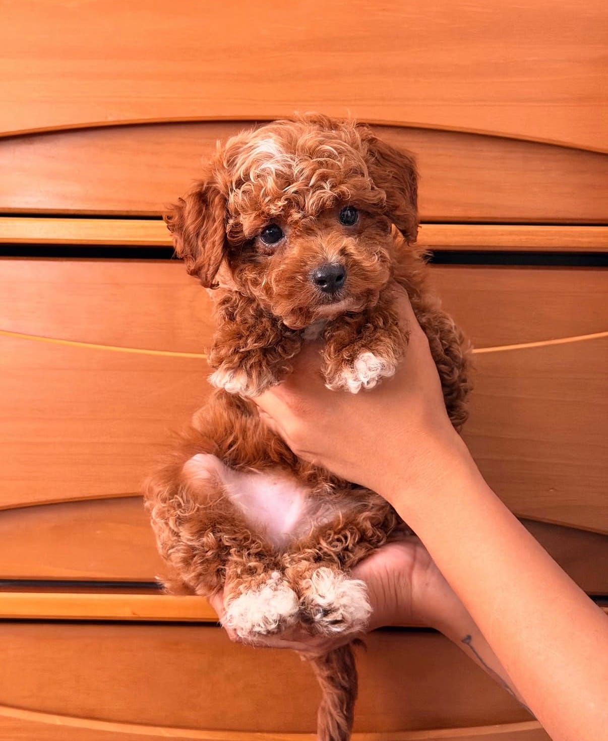 Baby Jack – Cavapoo puppy for sale in Los Angeles, CA