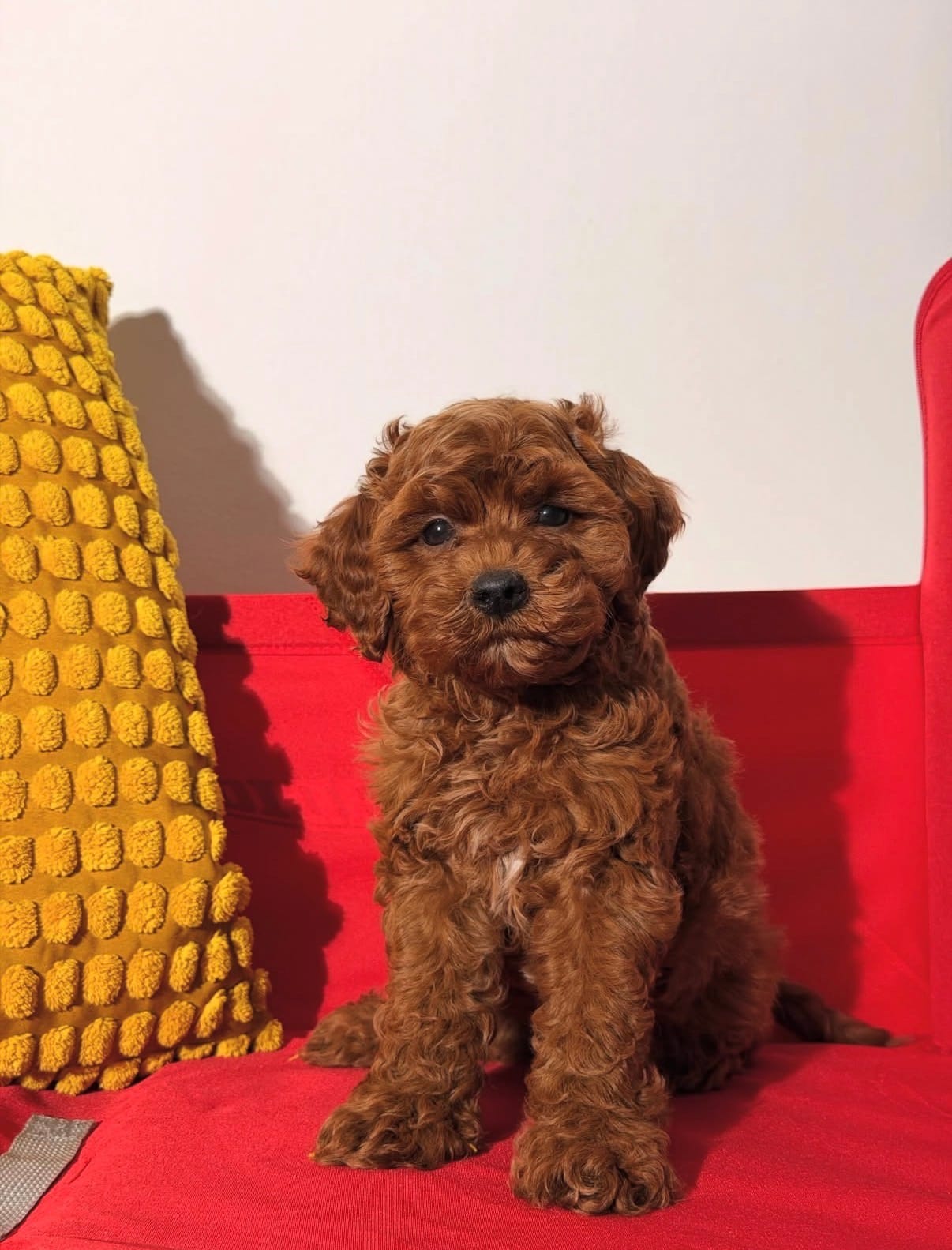 Boomer – Cavapoo puppy for sale in Los Angeles, CA
