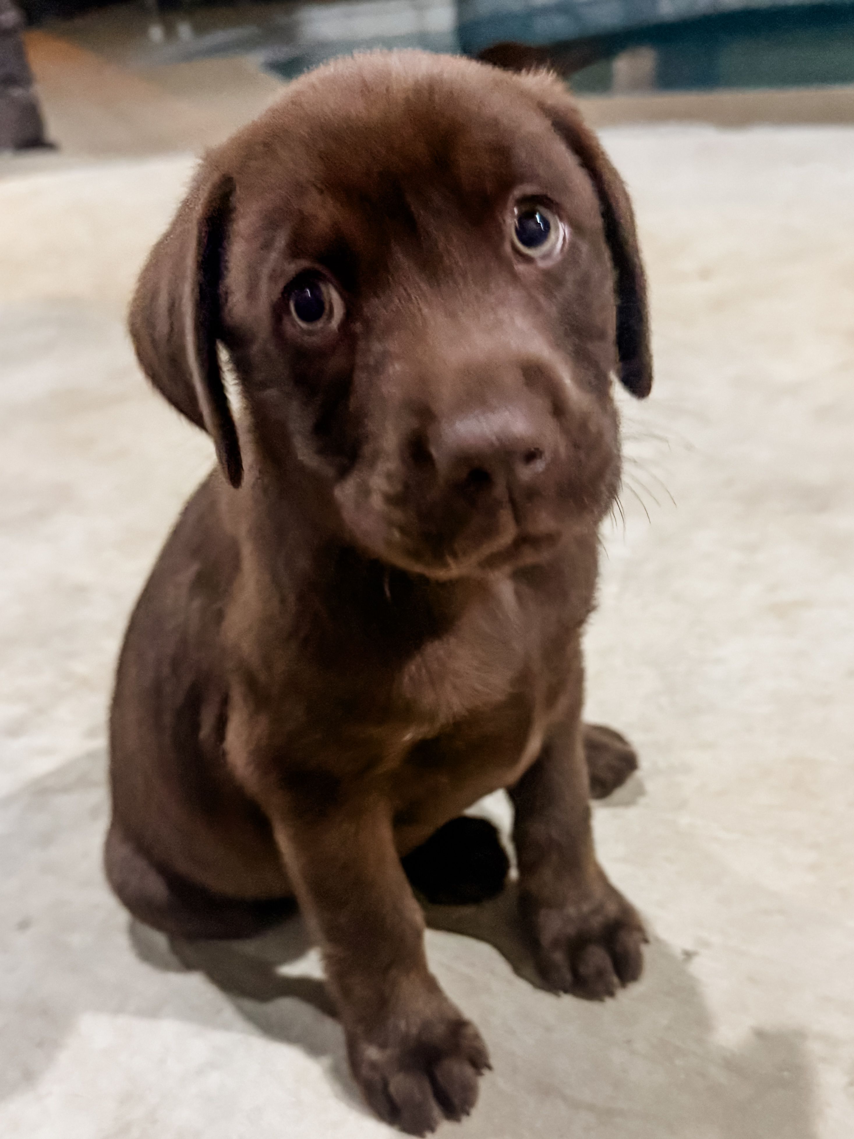 Wonka – Labrador Retriever puppy for sale in Belmont, MS