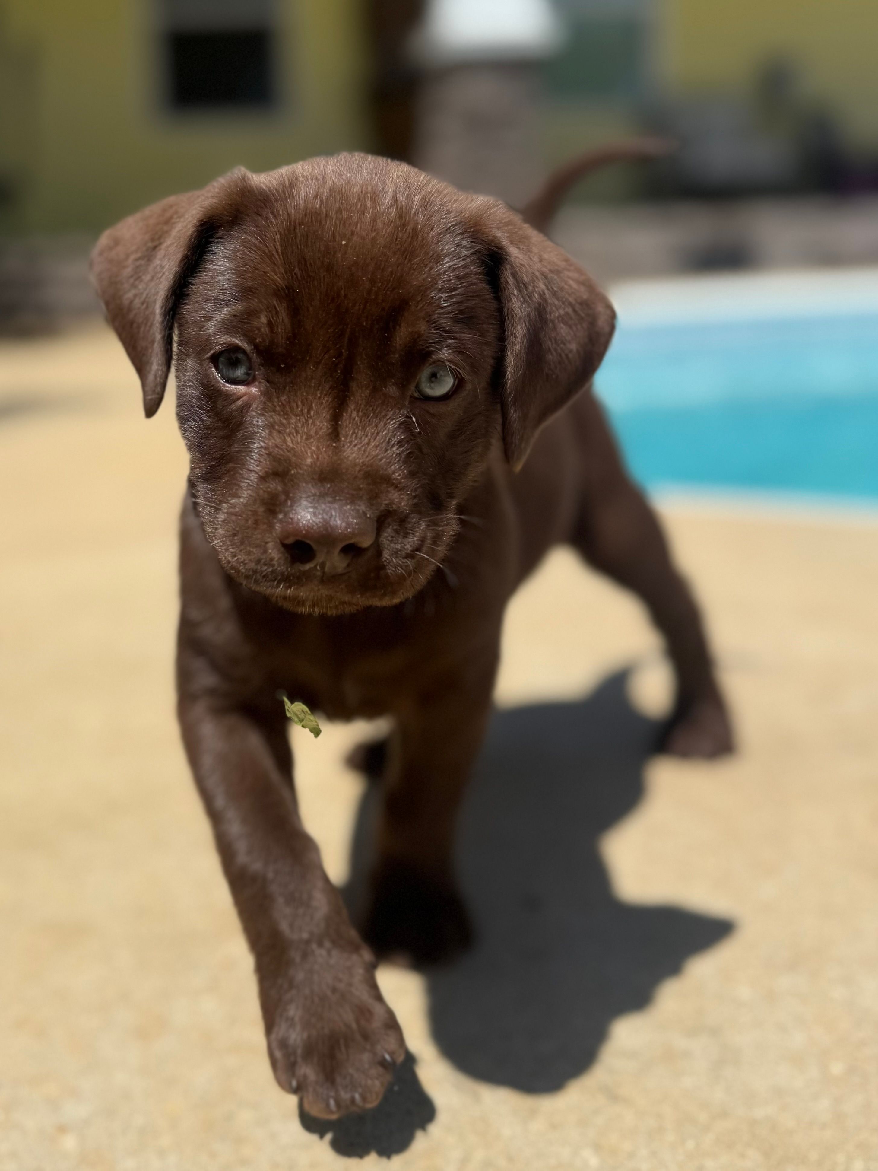 Chancho – Labrador Retriever puppy for sale in Belmont, MS