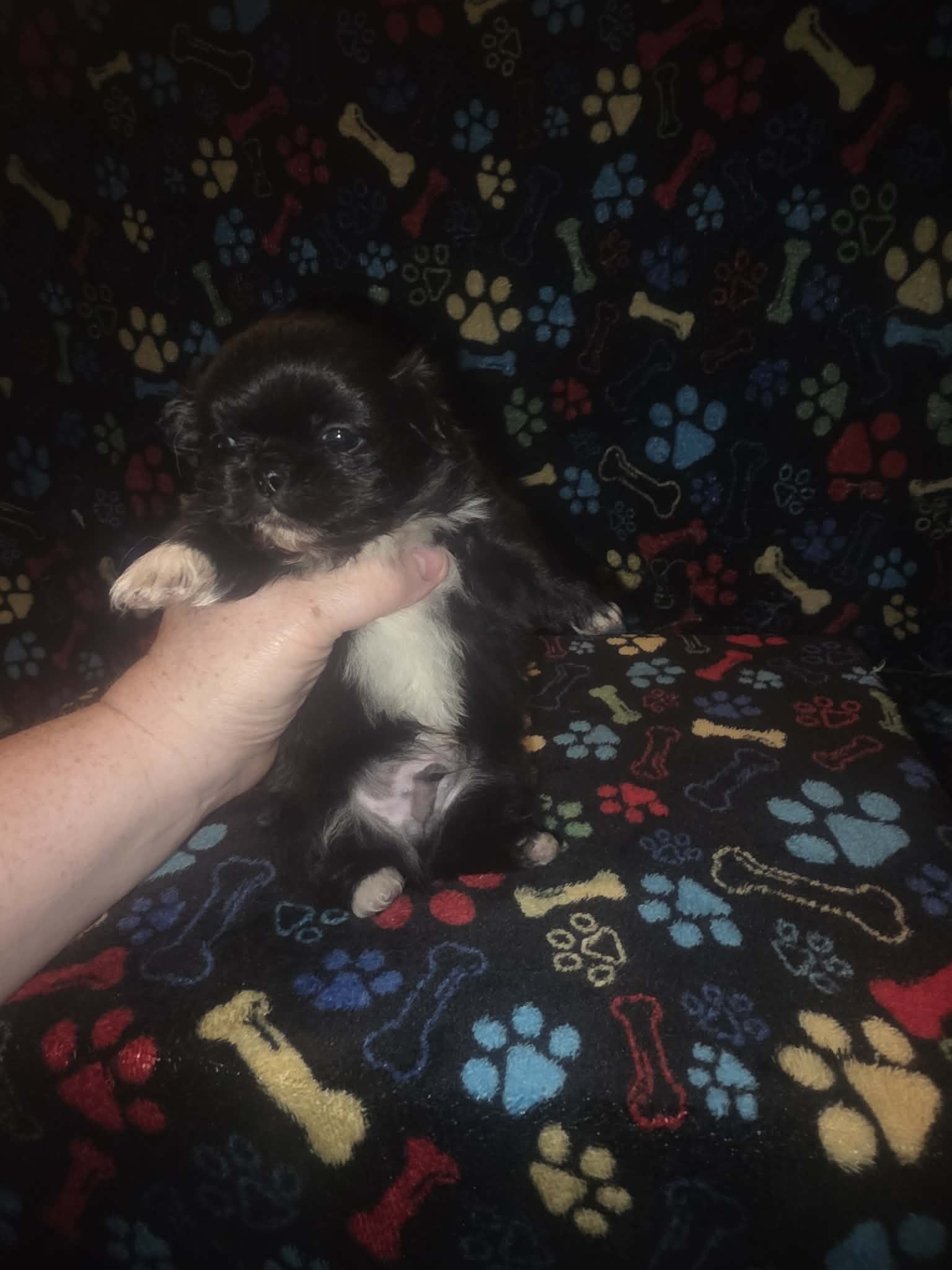 Big boy  – Pekingese puppy for sale in Fairmont, NC