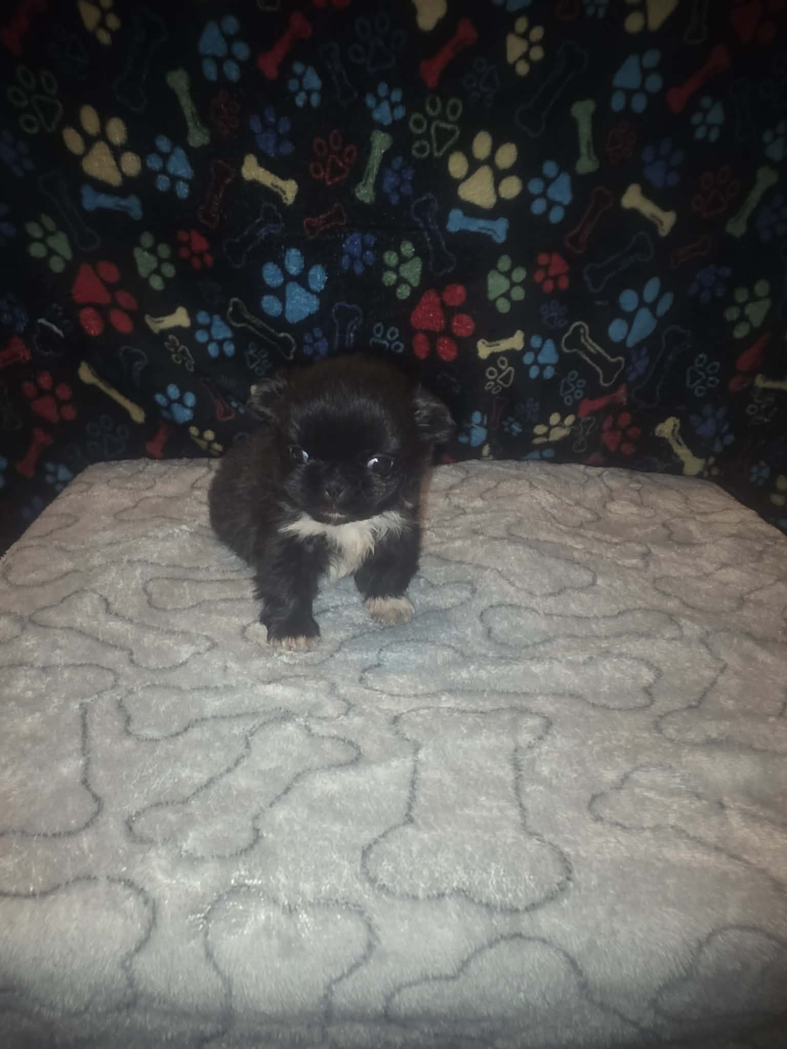 Small boy – Pekingese puppy for sale in Fairmont, NC